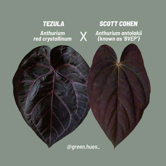 Tezula Anthurium Red Crystallinum X Scott Cohen Anthurium Antolakii (BVEP) Seedlings (3'' Pot Size)