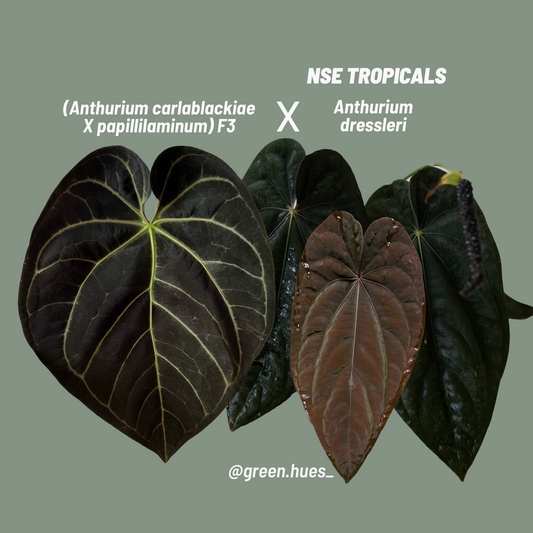 (Anthurium Carlablackiae X Anthurium Papillilaminum) F3 X NSE Anthurium Dressleri ONE-LEAF Seedlings