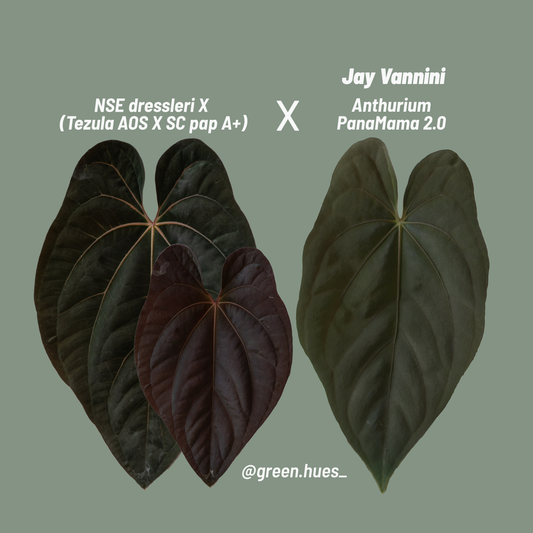 [GIVEAWAY] *UNGERMINATED SEEDS* (NSE Anthurium dressleri X (Tezula Anthurium Ace of Spades X Scott Cohen Anthurium papillilaminum A+)) X Jay Vannini Anthurium Panamama 2.0