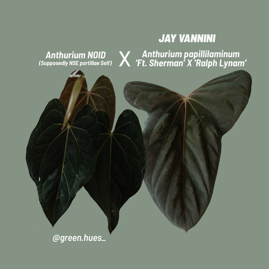 [GIVEAWAY] *UNGERMINATED SEEDS* Anthurium NOID - supposedly NSE Portillae Self X (Jay Vannini Anthurium Papillilaminum 'Fort Sherman' X 'Ralph Lynam')