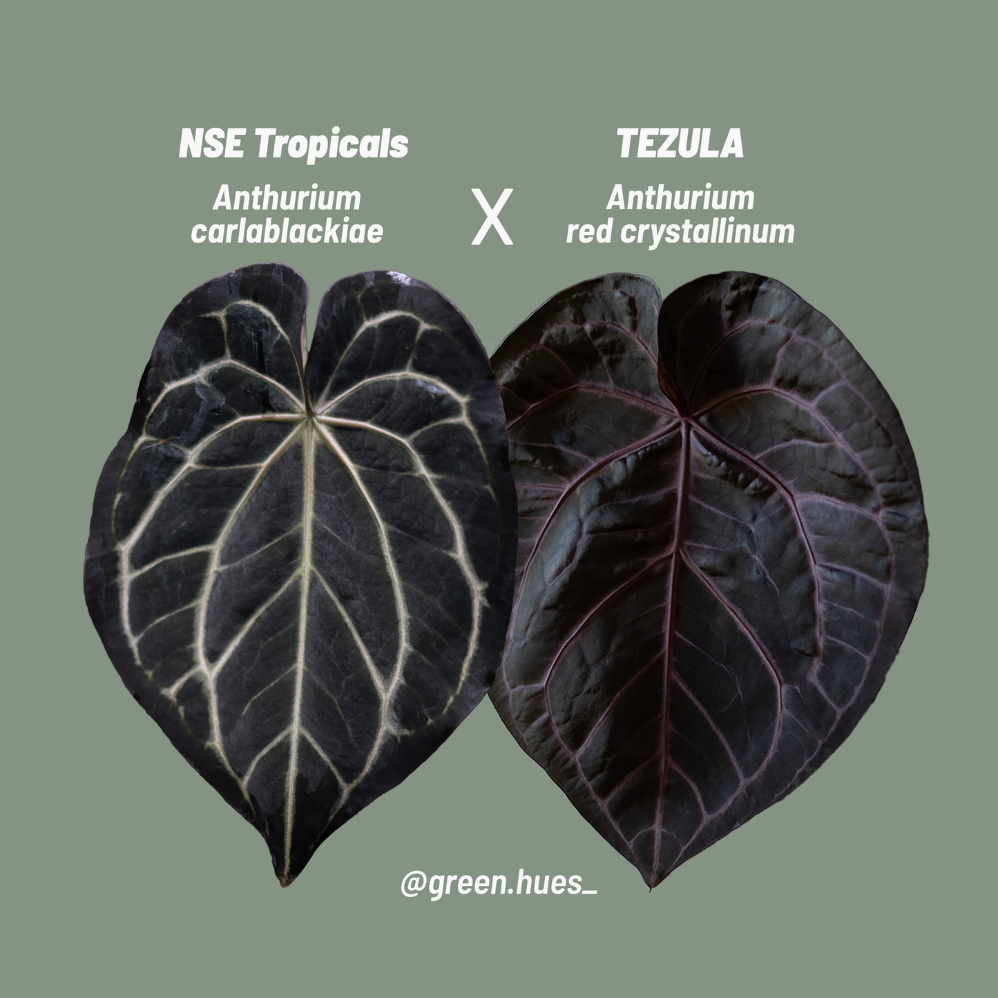 NSE Anthurium Carlablackiae X Tezula Anthurium Red Crystallinum Seedlings (3'' Pot Size)