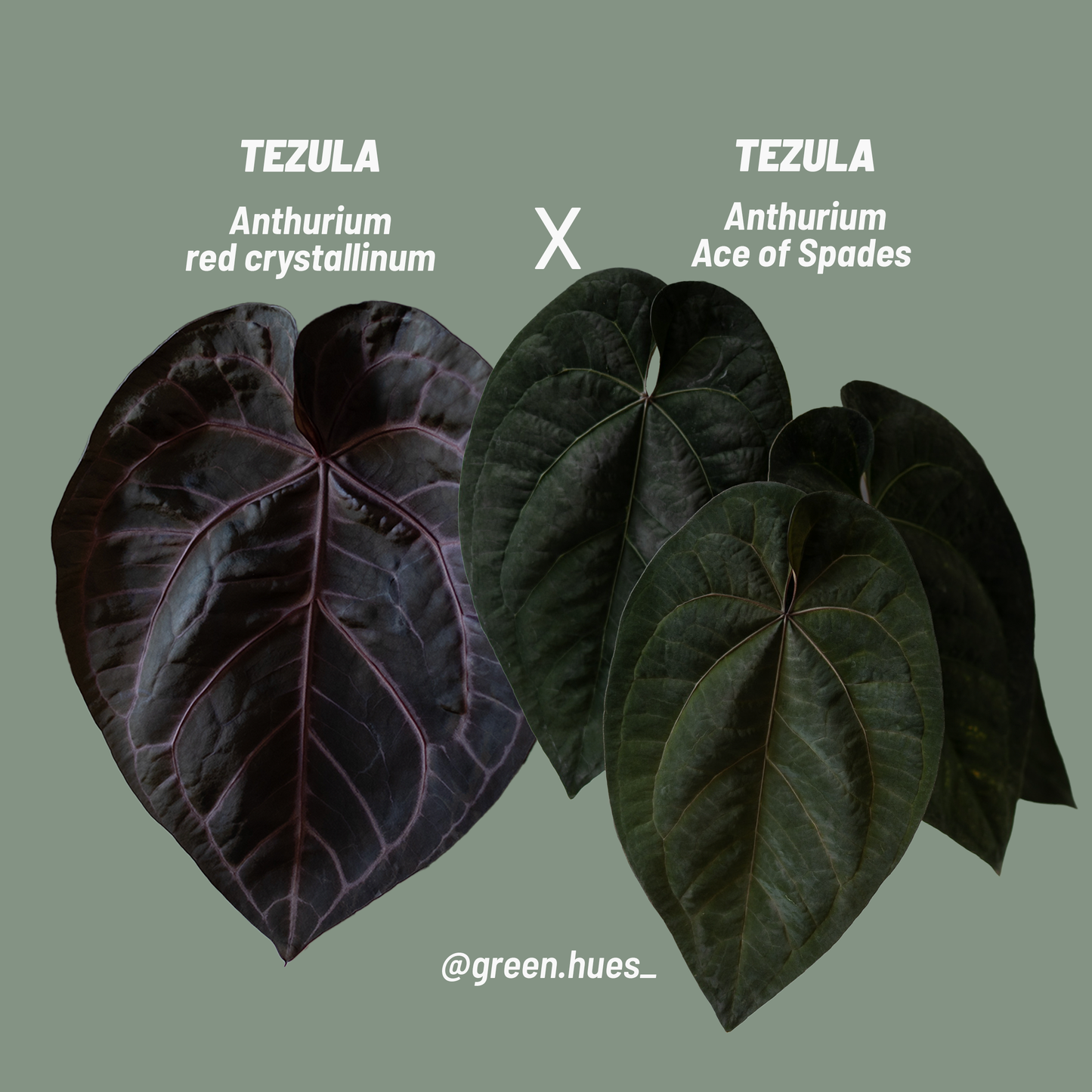 Tezula Anthurium Red Crystallinum X Tezula Anthurium Ace of Spades THREE-LEAF Seedlings