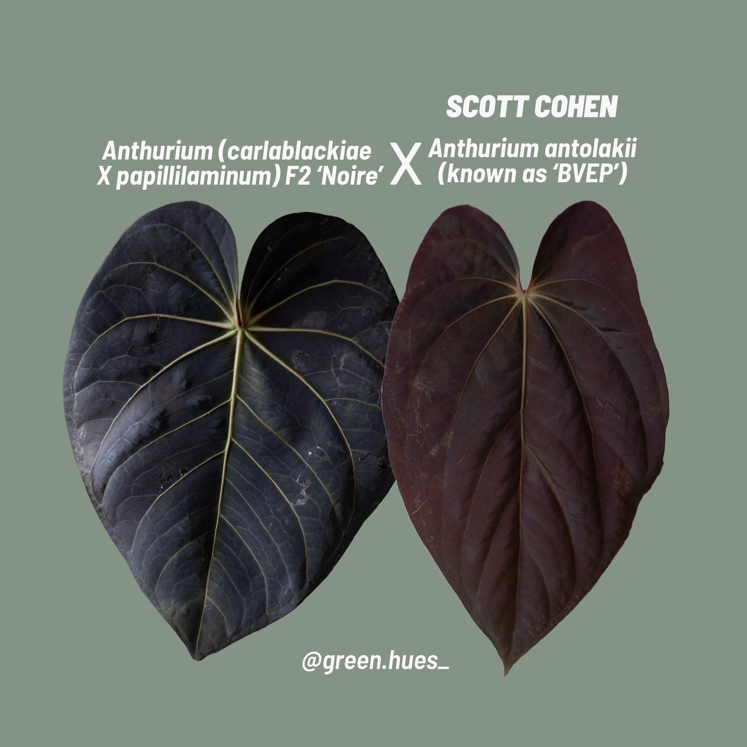 Anthurium Carlablackiae X Anthurium Papillilaminum) F2 'Noire' X