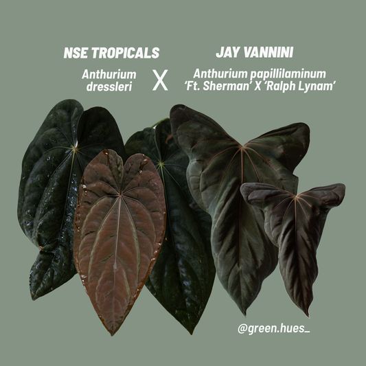 NSE Anthurium Dressleri X (Jay Vannini Anthurium Papillilaminum 'Fort Sherman' X 'Ralph Lynam') THREE-LEAF Seedlings