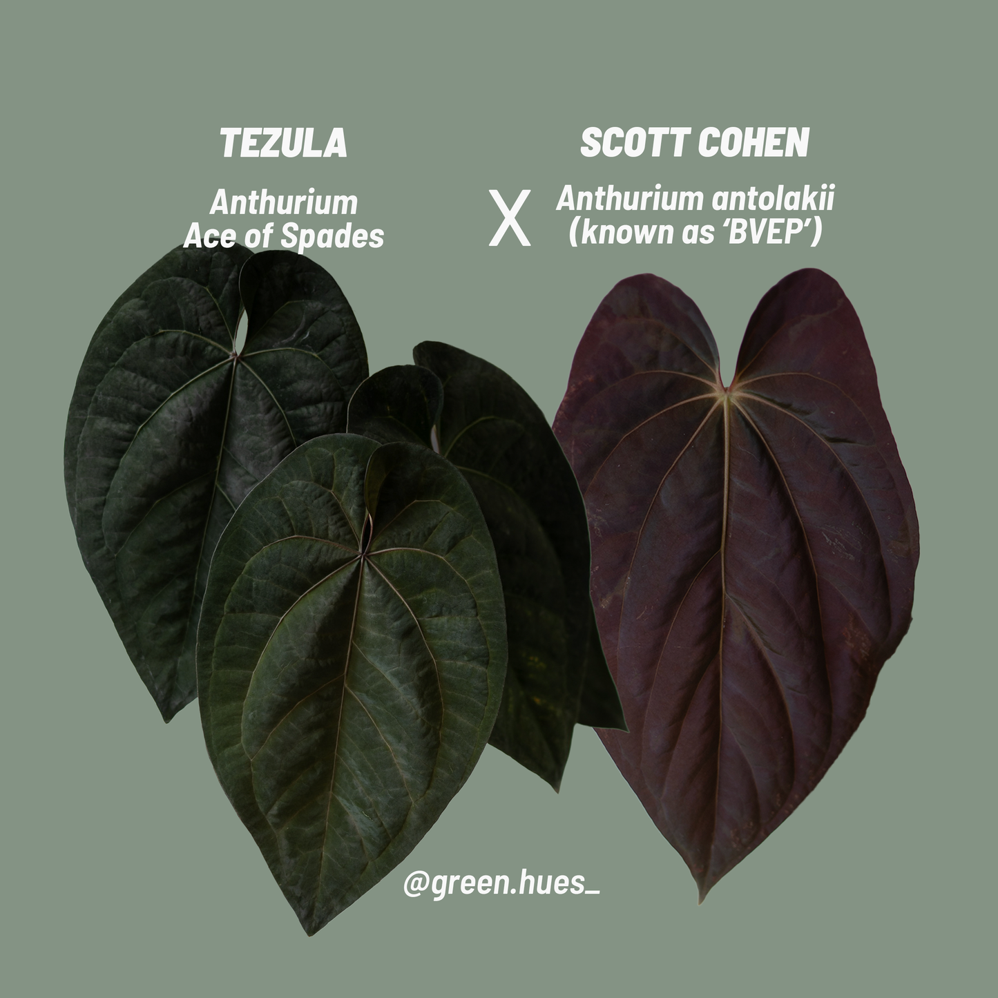 Tezula Anthurium Ace of Spades X Scott Cohen Anthurium Antolakii (BVEP) Seedlings (3'' Pot Size)