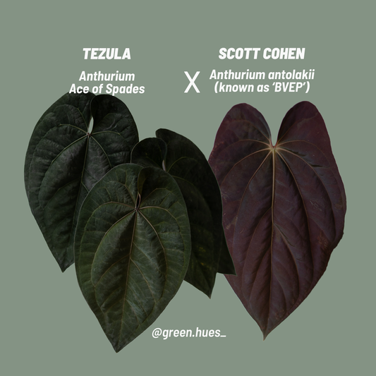 Tezula Anthurium Ace of Spades X Scott Cohen Anthurium Antolakii (BVEP) Seedlings (3'' Pot Size)