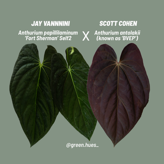 Jay Vannini Anthurium Papillilaminum 'Fort Sherman' Self2 X Scott Cohen Anthurium Antolakii (BVEP) THREE-LEAF Seedlings
