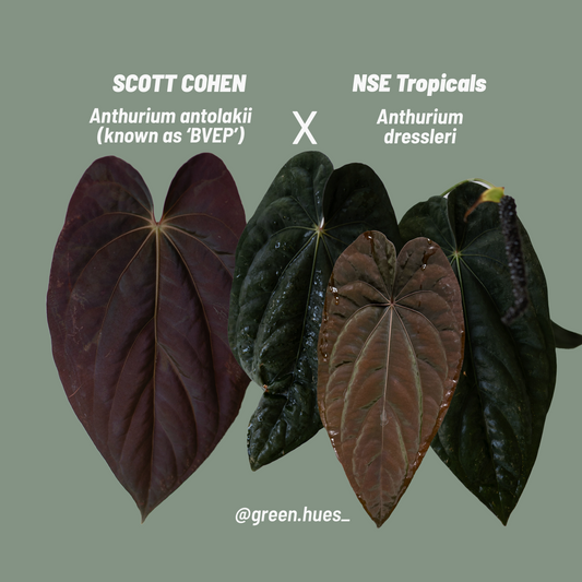SC Anthurium Antolakii X NSE Anthurium Dressleri Seedlings (3'' Pot Size)