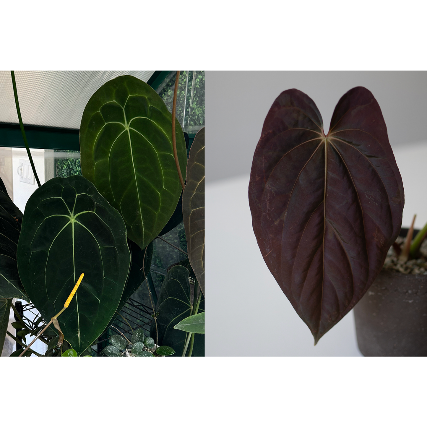 Anthurium Forgetii Dark Form X Scott Cohen Anthurium Antolakii (BVEP)