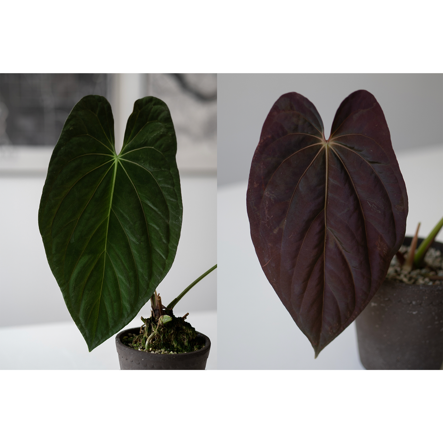 Jay Vannini Anthurium Papillilaminum 'Fort Sherman' Self2 X Scott Cohen Anthurium Antolakii (BVEP) ONE-LEAF Seedlings