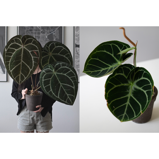 Products – greenhues Products – greenhues