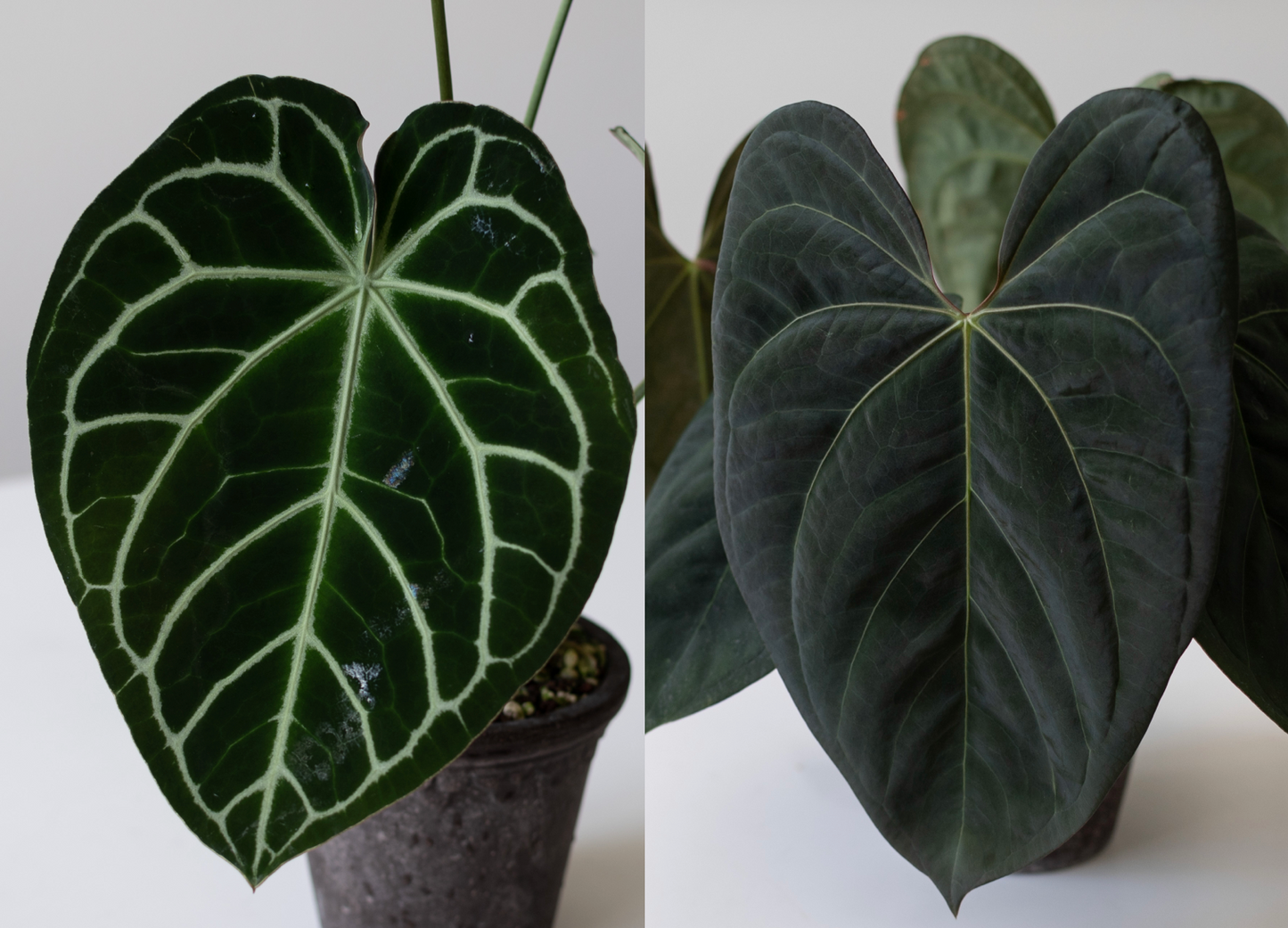 [GIVEAWAY] Anthurium (Dorayaki X Crystallinum) X PapiX Hybrid Seedlings