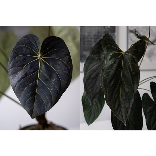 (Anthurium Carlablackiae X Anthurium Papillilaminum) F2 'Noire' X (Jay Vannini Anthurium Papillilaminum 'Ralph Lynam' X 'Fort Sherman')