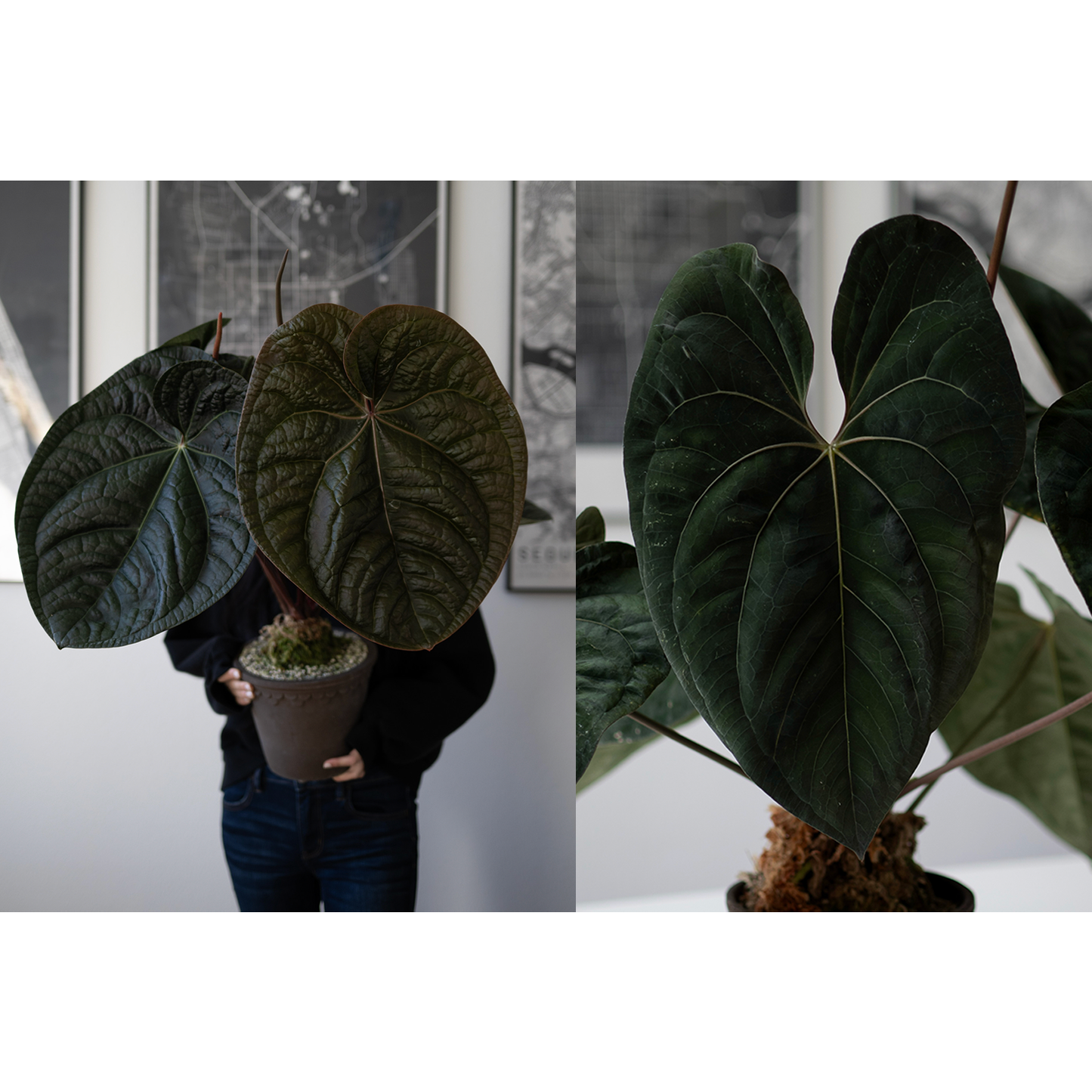 *VERY LIMITED QUANTITY* (Tezula Anthurium Red Crystallilnum X Anthurium Luxurians)  X Scott Cohen Anthurium Papillilaminum A+ Self TWO-LEAF Seedlings