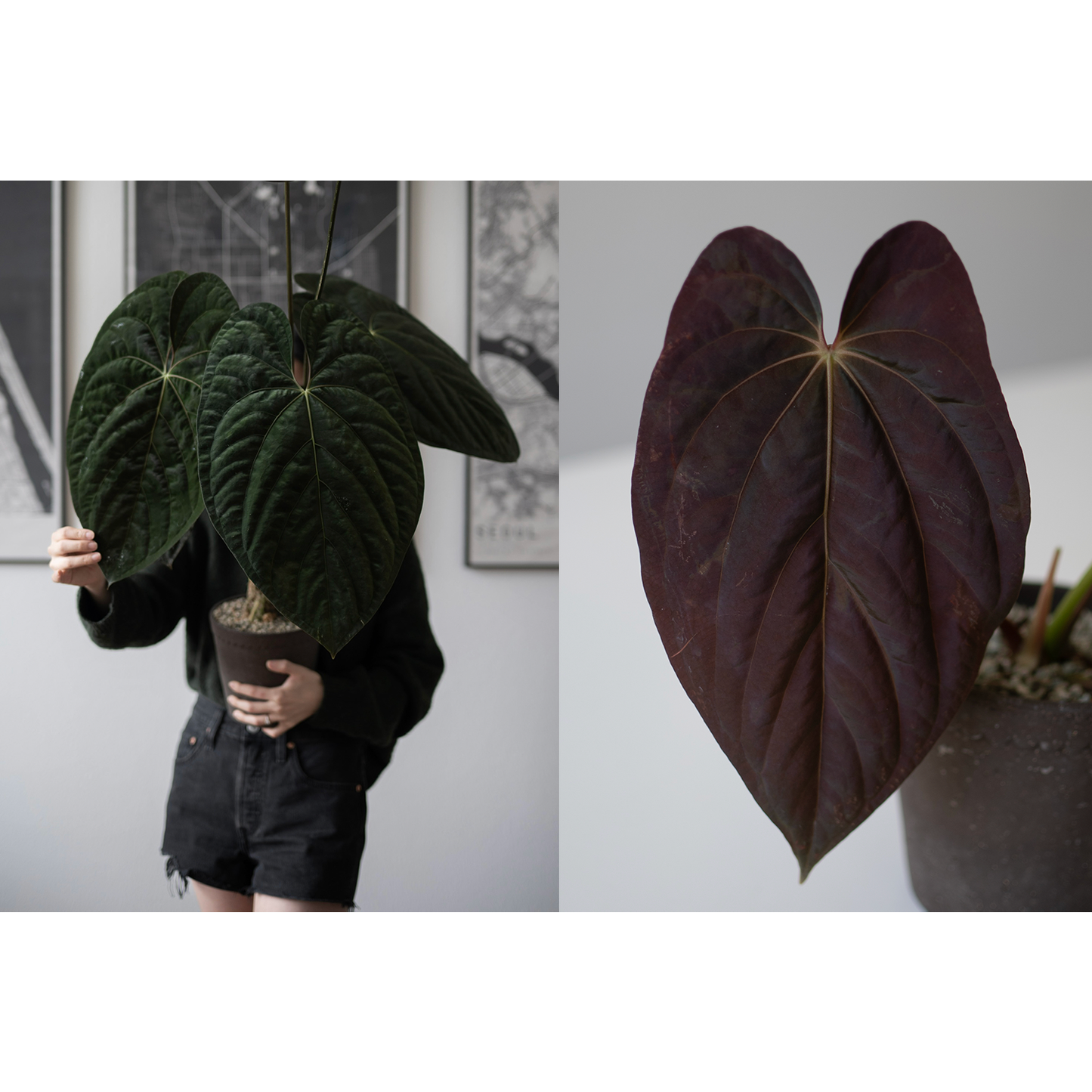 *VERY LIMITED QUANTITY* NSE Anthurium Papillilaminum RA Unnumbered Self X Scott Cohen Anthurium Antolakii (BVEP) TWO-LEAF Seedlings