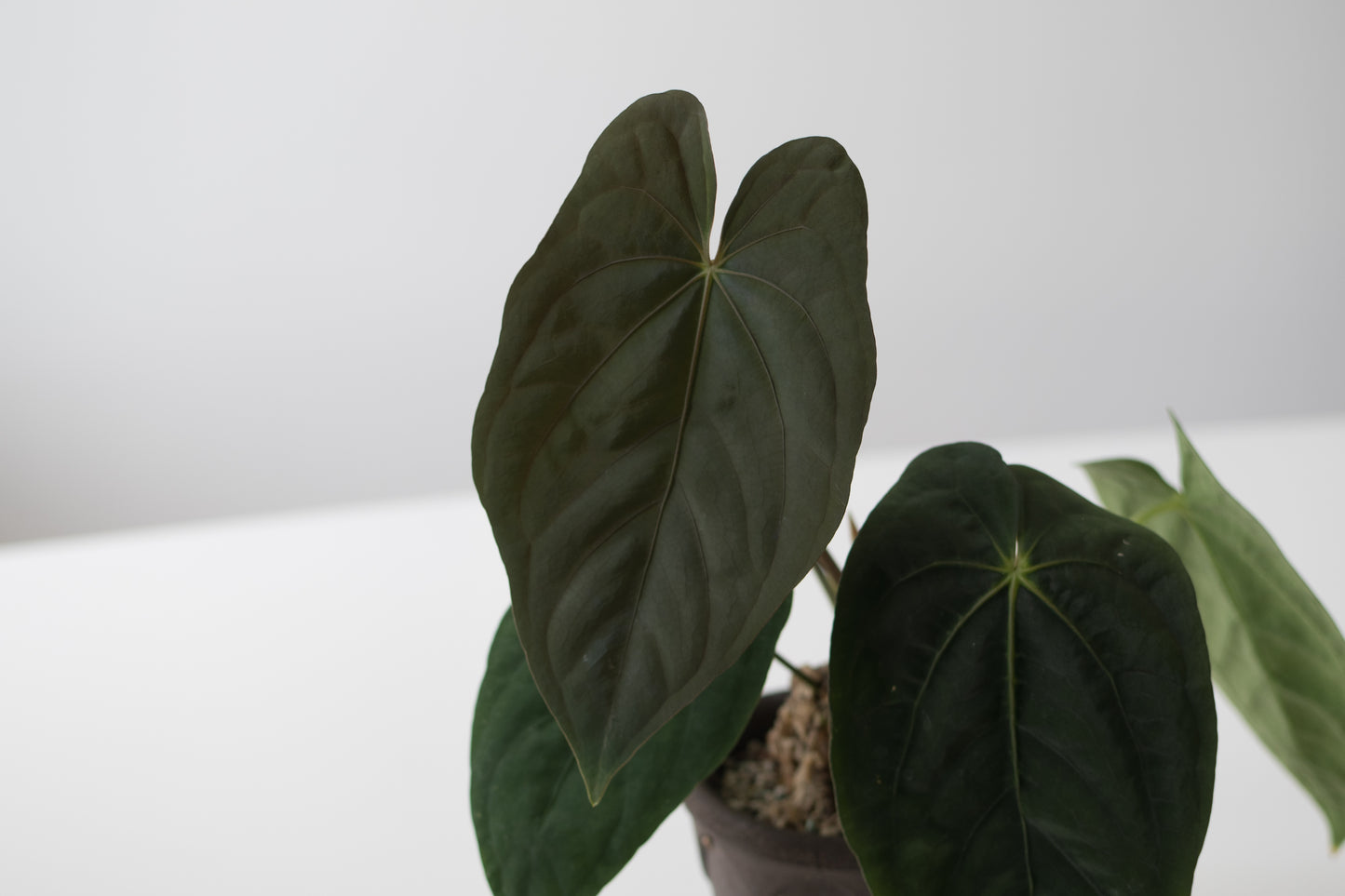 [GIVEAWAY] *UNGERMINATED SEEDS* (NSE Anthurium dressleri X (Tezula Anthurium Ace of Spades X Scott Cohen Anthurium papillilaminum A+)) X Jay Vannini Anthurium Panamama 2.0