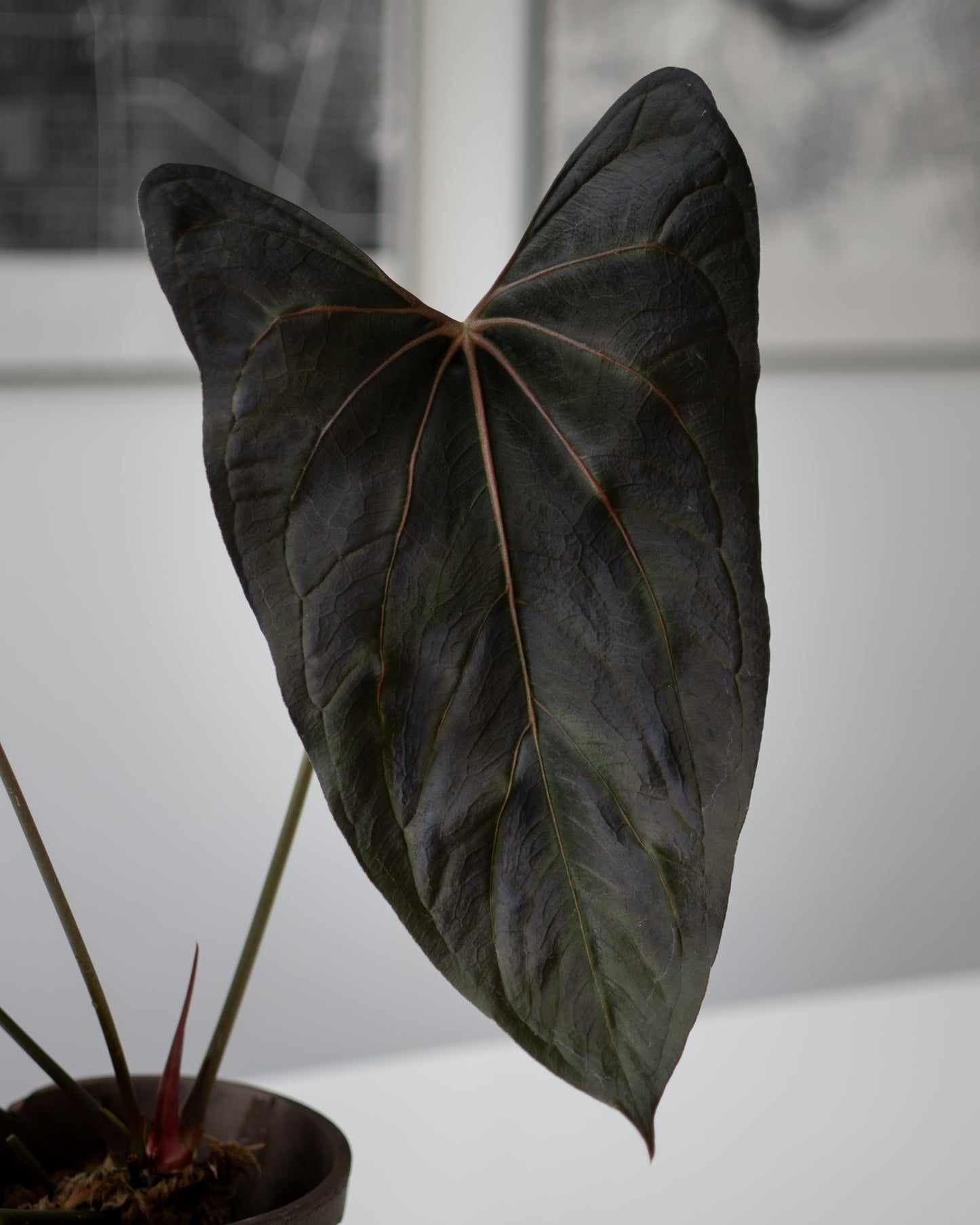 NSE Anthurium Carlablackiae X (Jay Vannini Anthurium Papillilaminum Fort Sherman X Ralph Lynam)