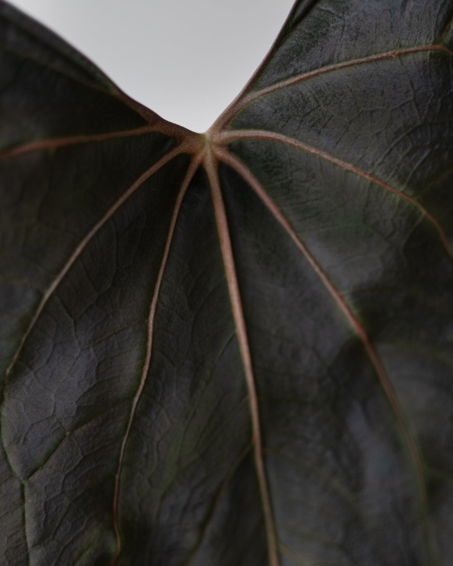 NSE Anthurium Carlablackiae X (Jay Vannini Anthurium Papillilaminum Fort Sherman X Ralph Lynam)