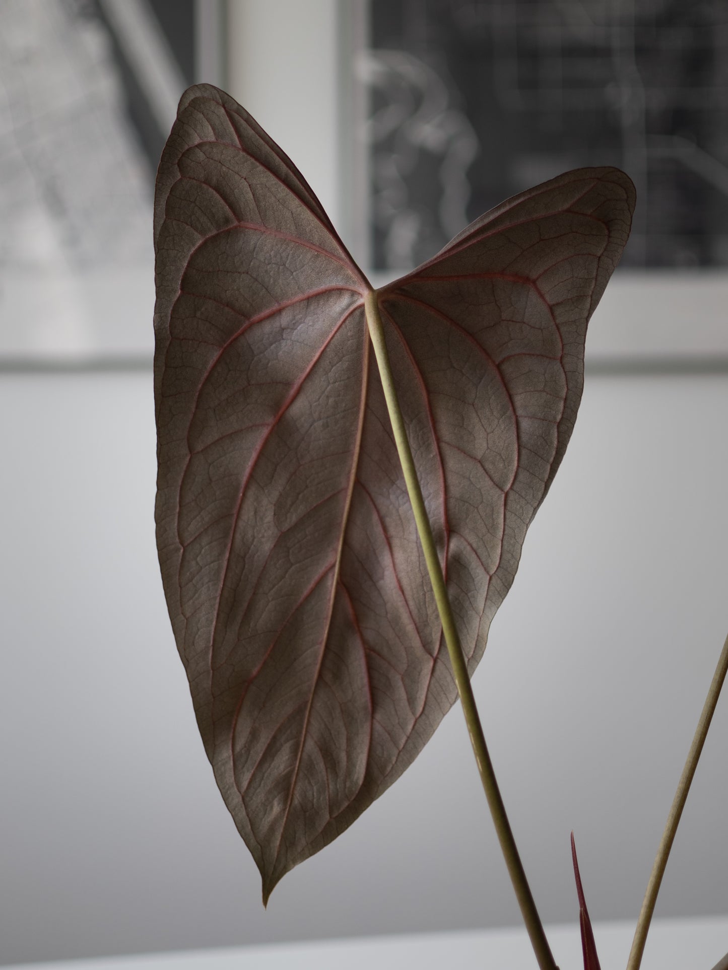 NSE Anthurium Carlablackiae X (Jay Vannini Anthurium Papillilaminum Fort Sherman X Ralph Lynam)