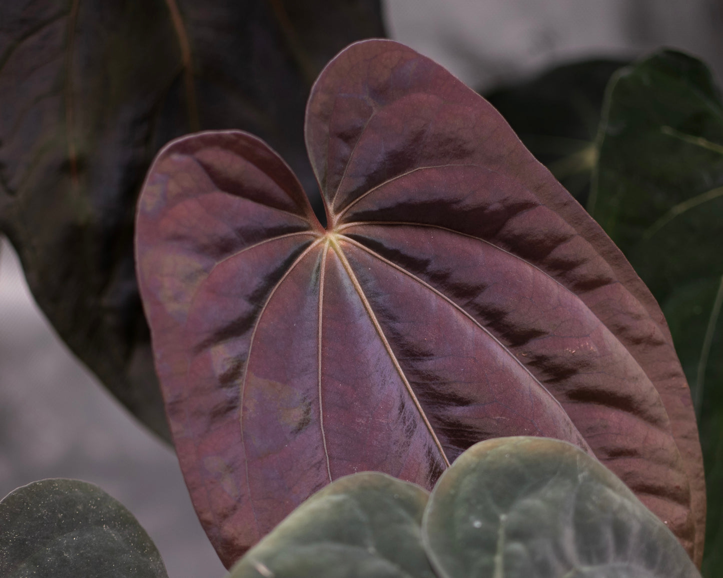 Anthurium Forgetii Dark Form X Scott Cohen Anthurium Antolakii (BVEP)