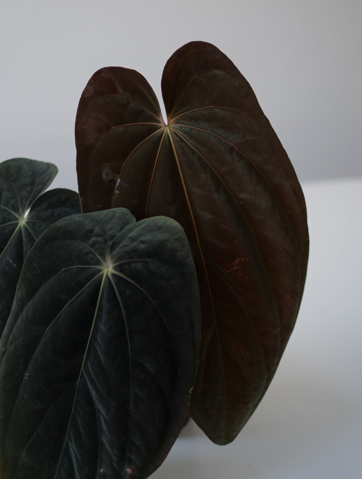 Anthurium Forgetii Dark Form X Scott Cohen Anthurium Antolakii (BVEP)