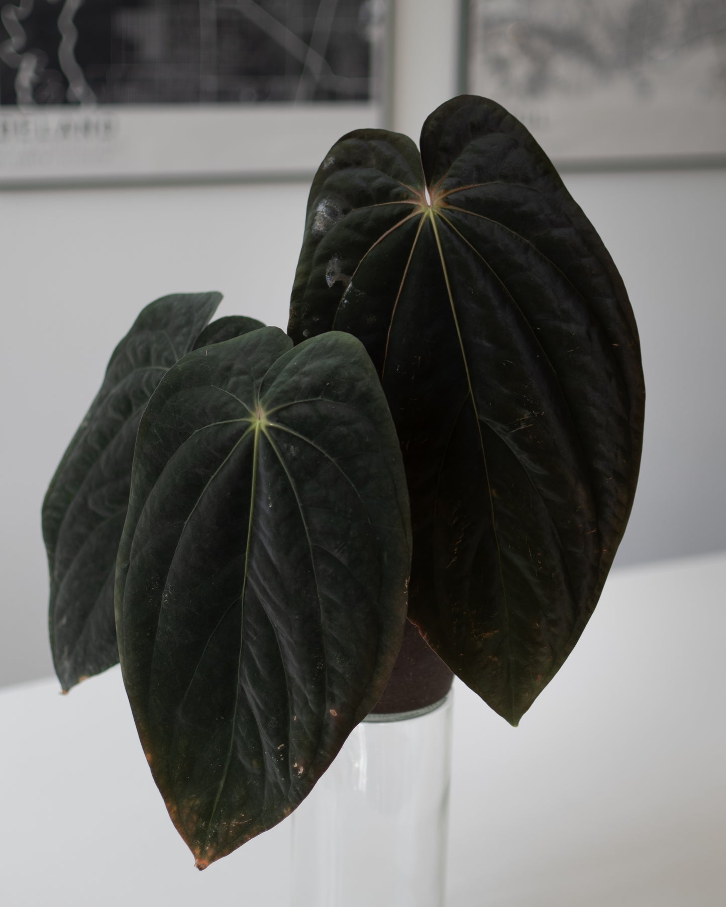 Anthurium Forgetii Dark Form X Scott Cohen Anthurium Antolakii (BVEP)