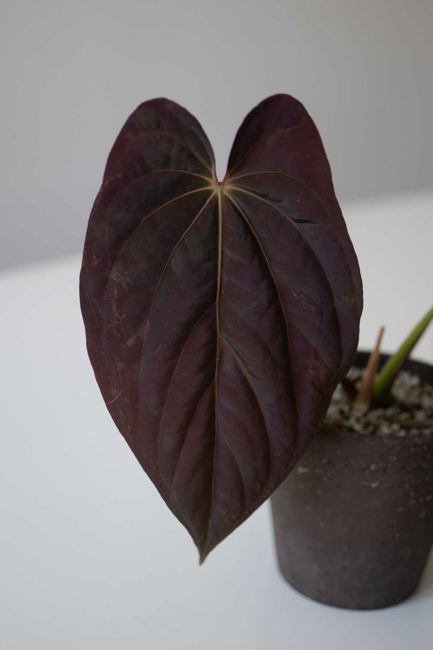 Anthurium Forgetii Dark Form X Scott Cohen Anthurium Antolakii (BVEP)