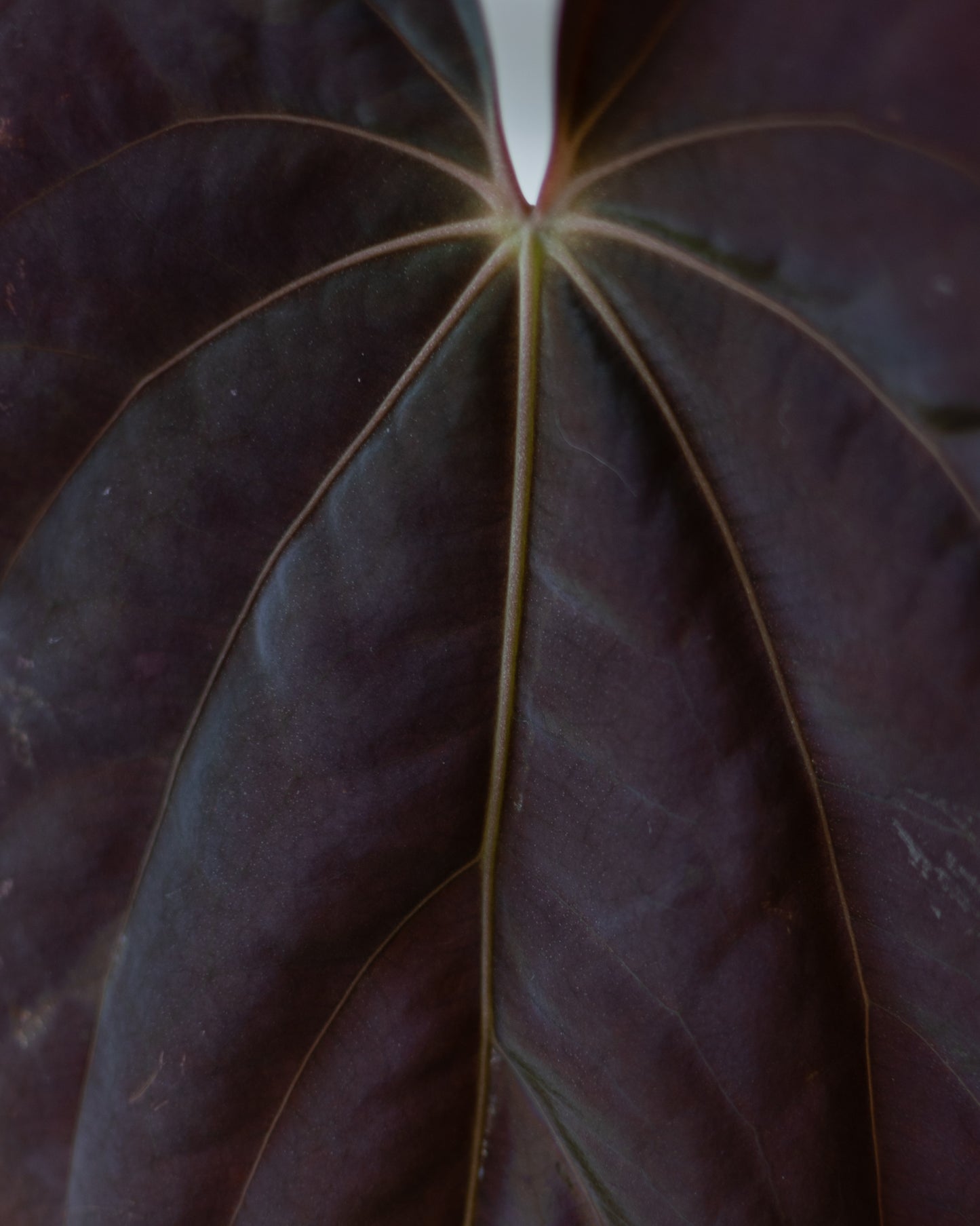 Anthurium Forgetii Dark Form X Scott Cohen Anthurium Antolakii (BVEP)