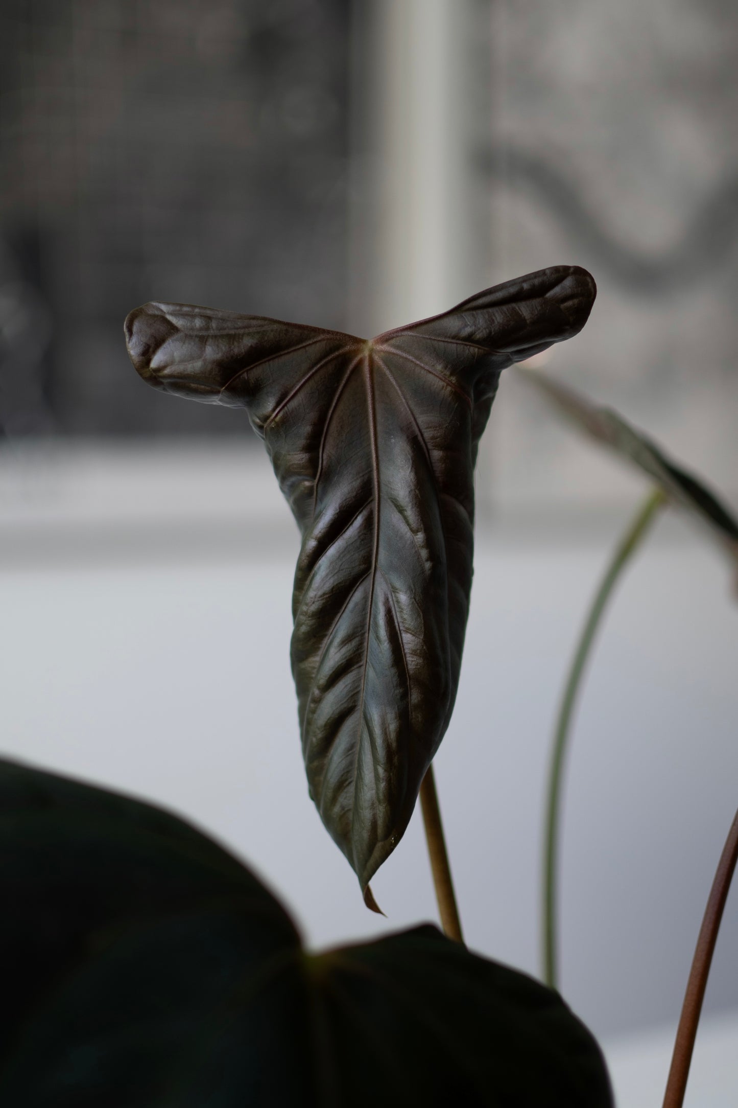 NSE Anthurium Carlablackiae X (Jay Vannini Anthurium Papillilaminum Fort Sherman X Ralph Lynam)