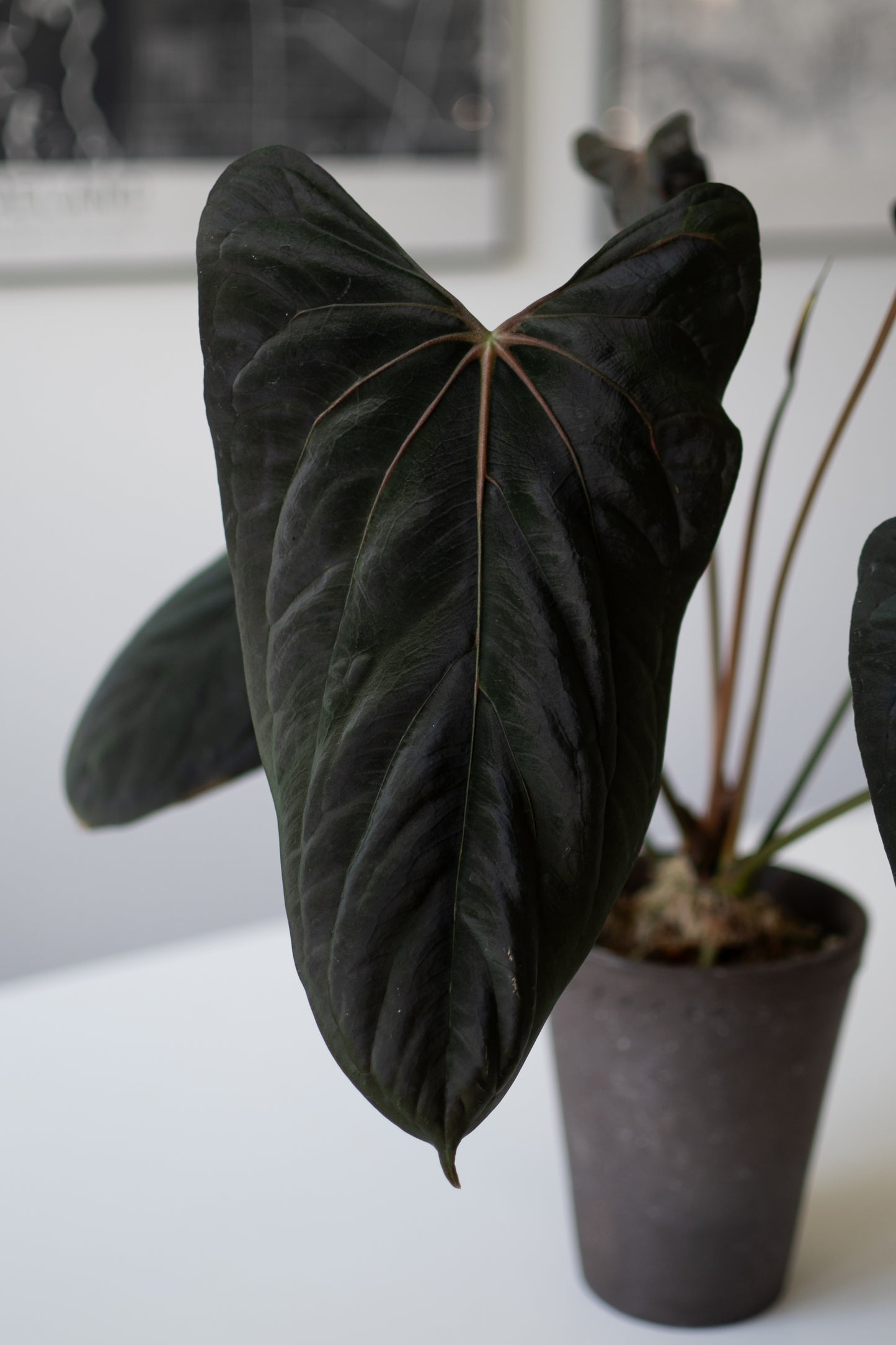 NSE Anthurium Carlablackiae X (Jay Vannini Anthurium Papillilaminum Fort Sherman X Ralph Lynam)