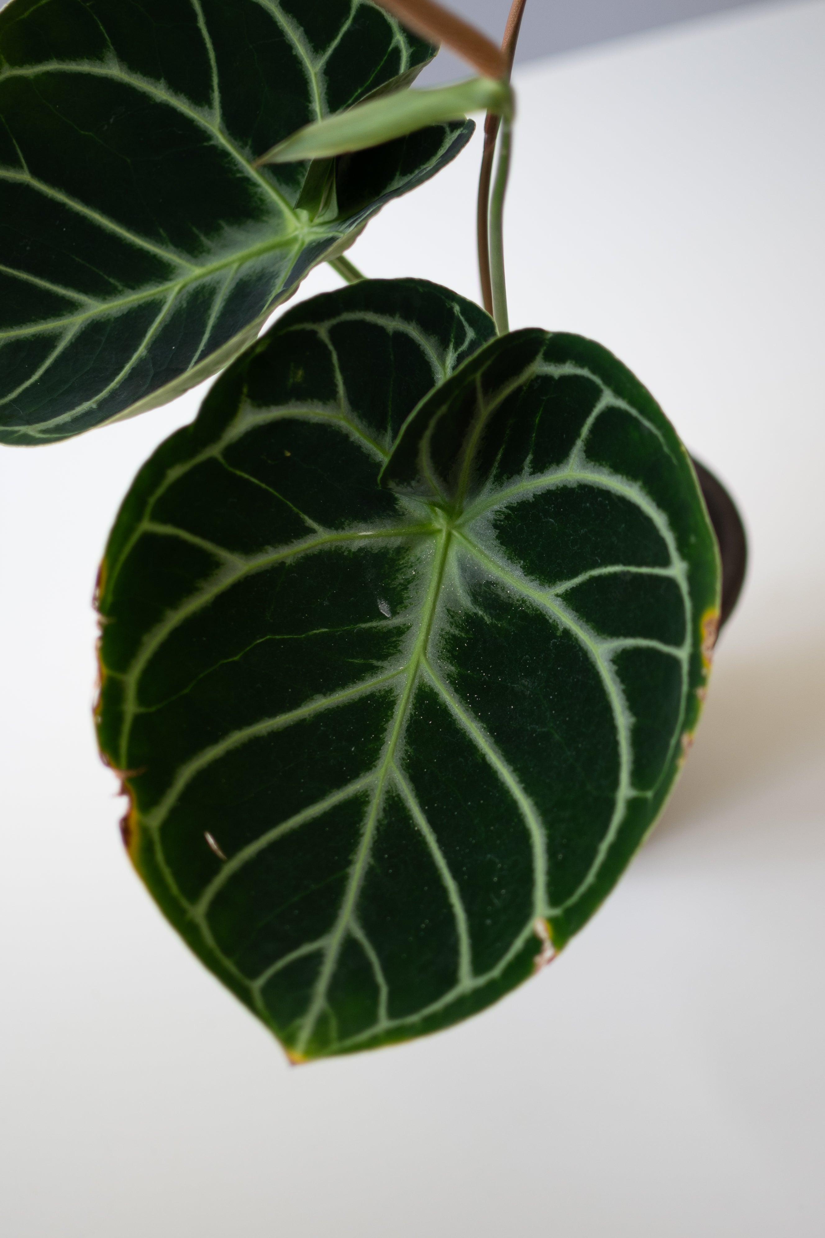 GIVEAWAY] (A. SKG Silver X Tezula A. Red Crystallinum) X A