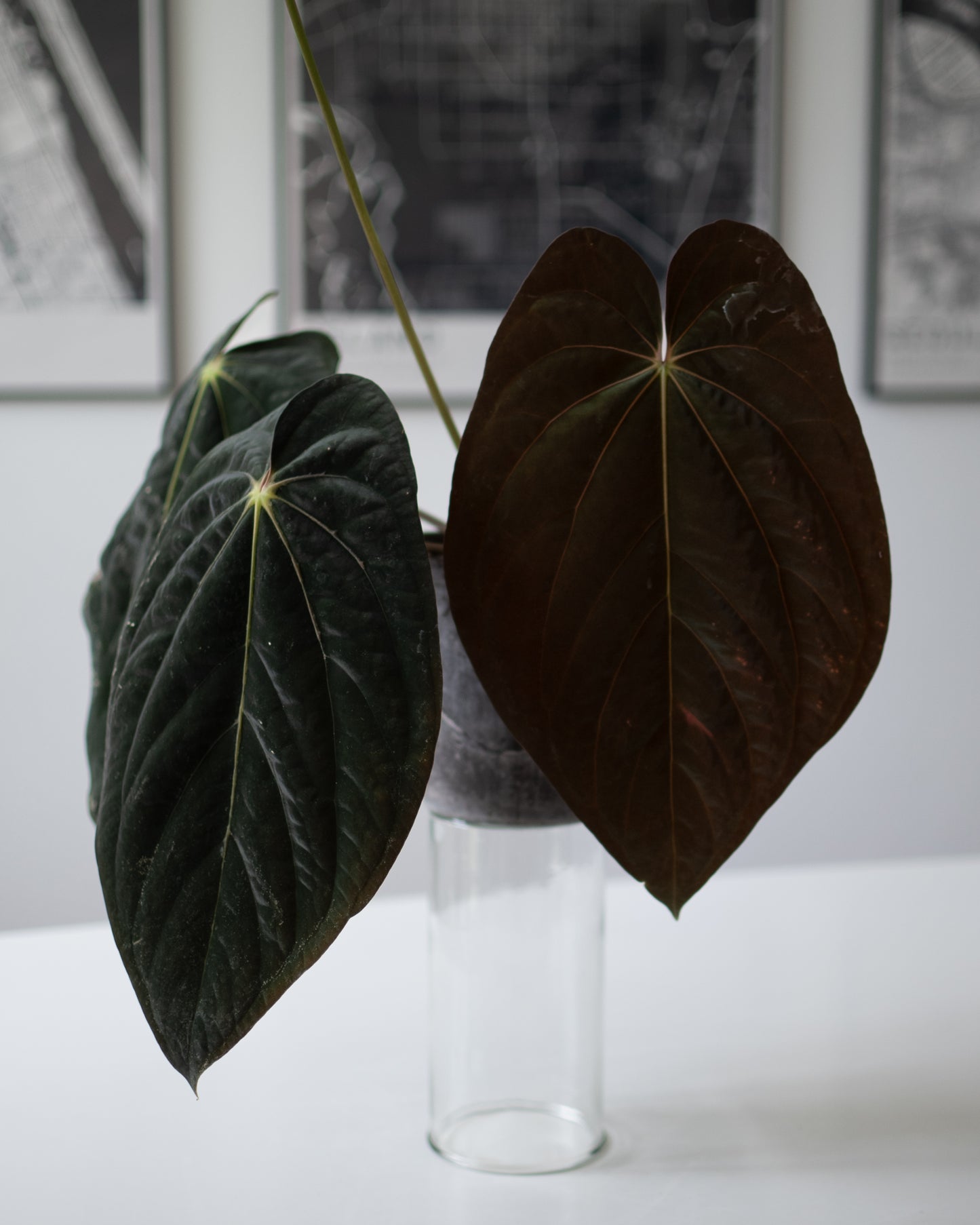 Anthurium Forgetii Dark Form X Scott Cohen Anthurium Antolakii (BVEP)