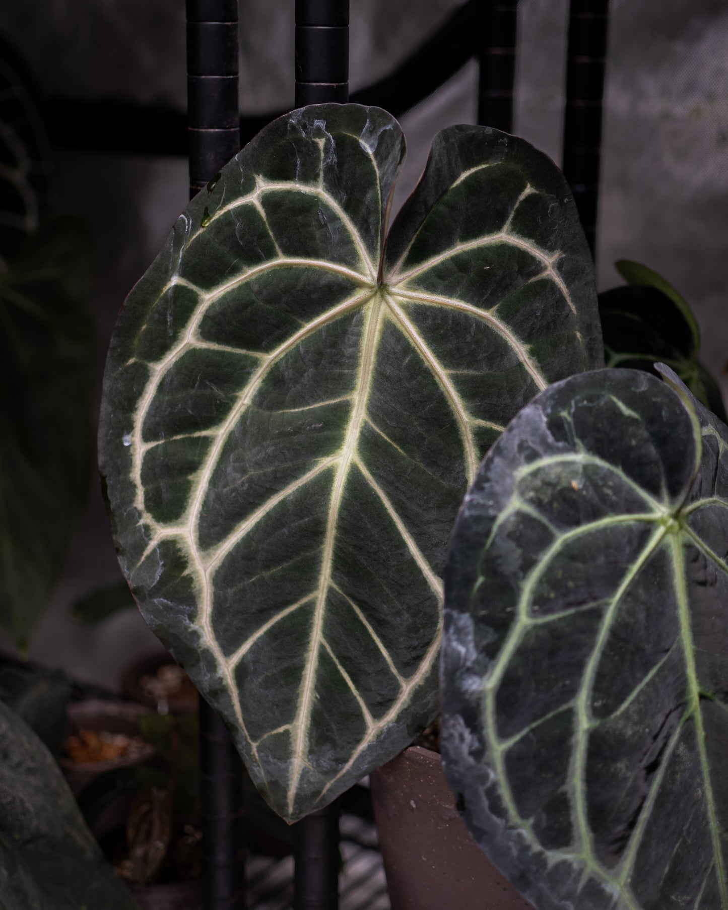 NSE Anthurium Carlablackiae X (Jay Vannini Anthurium Papillilaminum Fort Sherman X Ralph Lynam)