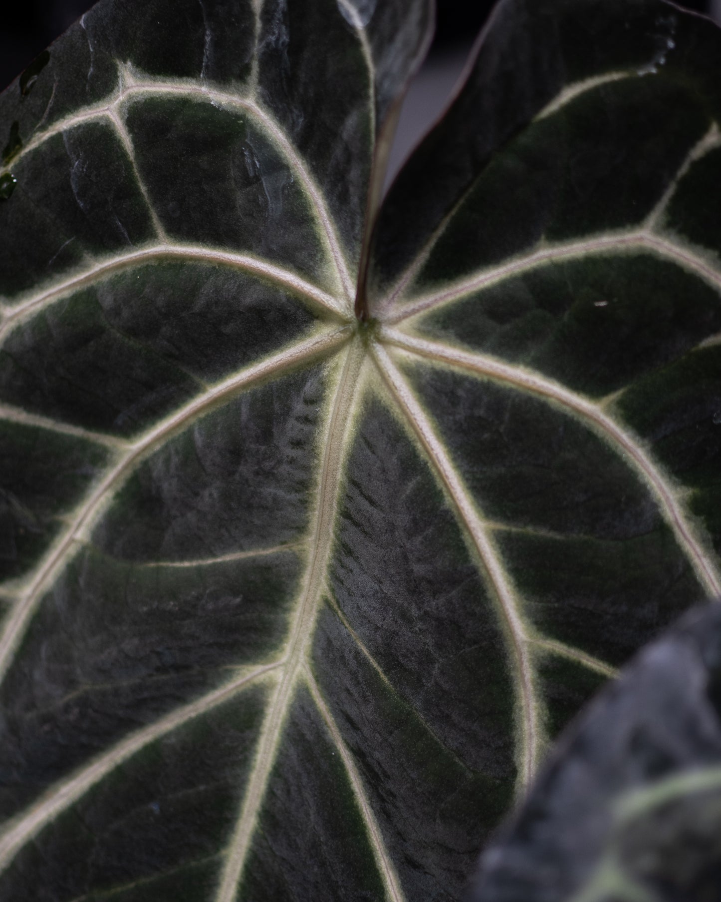 NSE Anthurium Carlablackiae X (Jay Vannini Anthurium Papillilaminum Fort Sherman X Ralph Lynam)