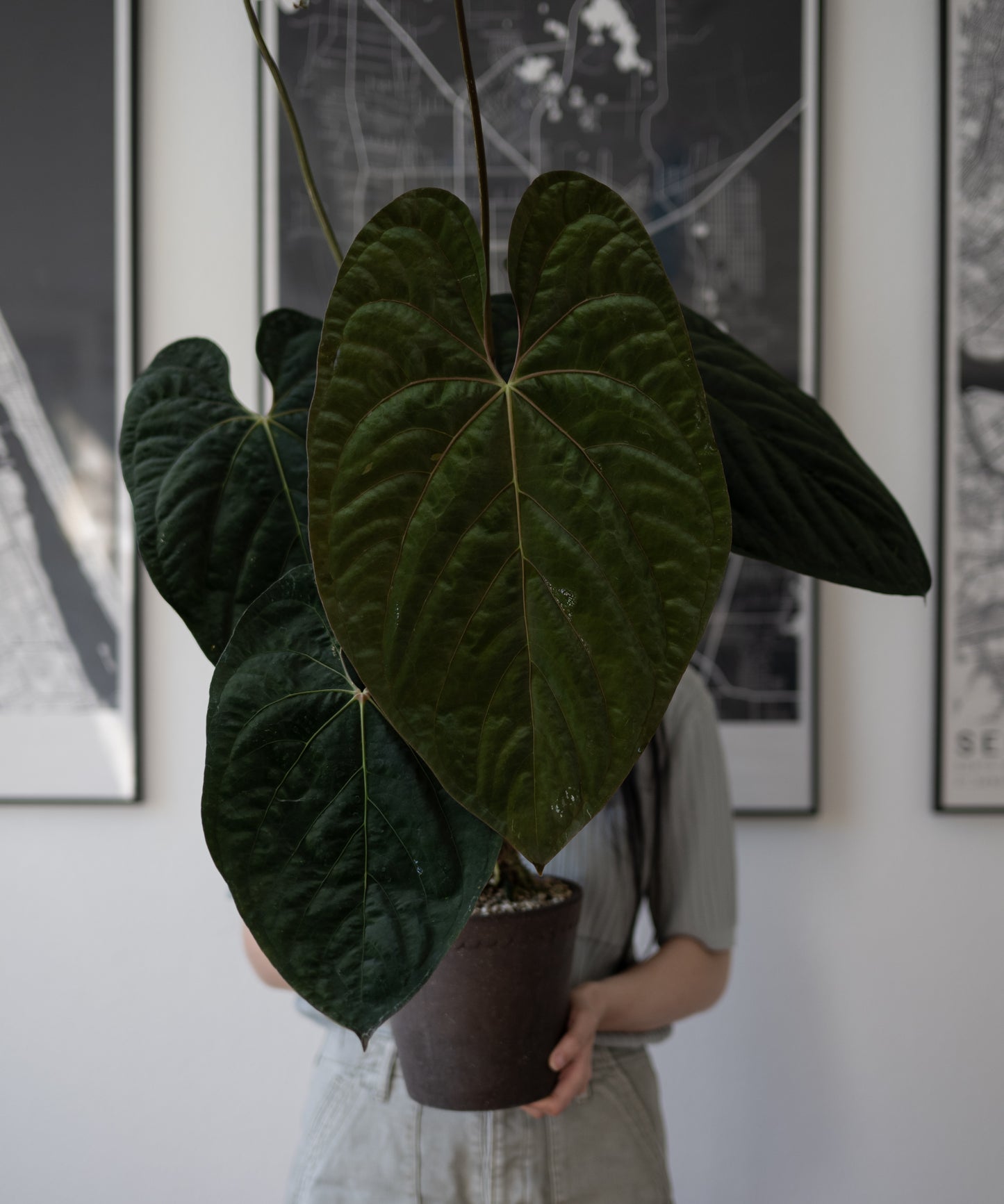 *VERY LIMITED QUANTITY* NSE Anthurium Papillilaminum RA Unnumbered Self X Scott Cohen Anthurium Antolakii (BVEP) TWO-LEAF Seedlings