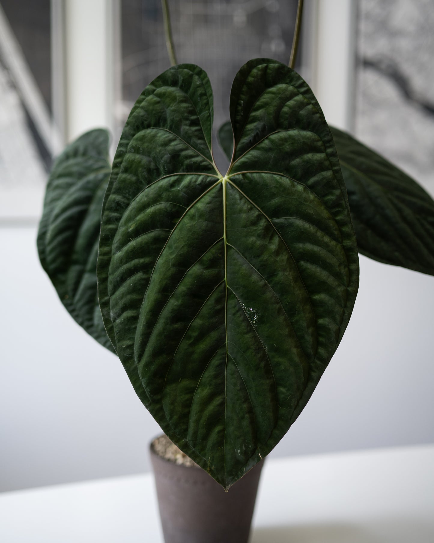 *VERY LIMITED QUANTITY* NSE Anthurium Papillilaminum RA Unnumbered Self X Scott Cohen Anthurium Antolakii (BVEP) TWO-LEAF Seedlings