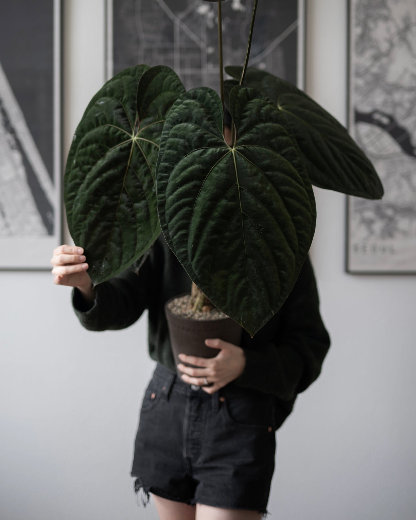 *VERY LIMITED QUANTITY* NSE Anthurium Papillilaminum RA Unnumbered Self X Scott Cohen Anthurium Antolakii (BVEP) TWO-LEAF Seedlings