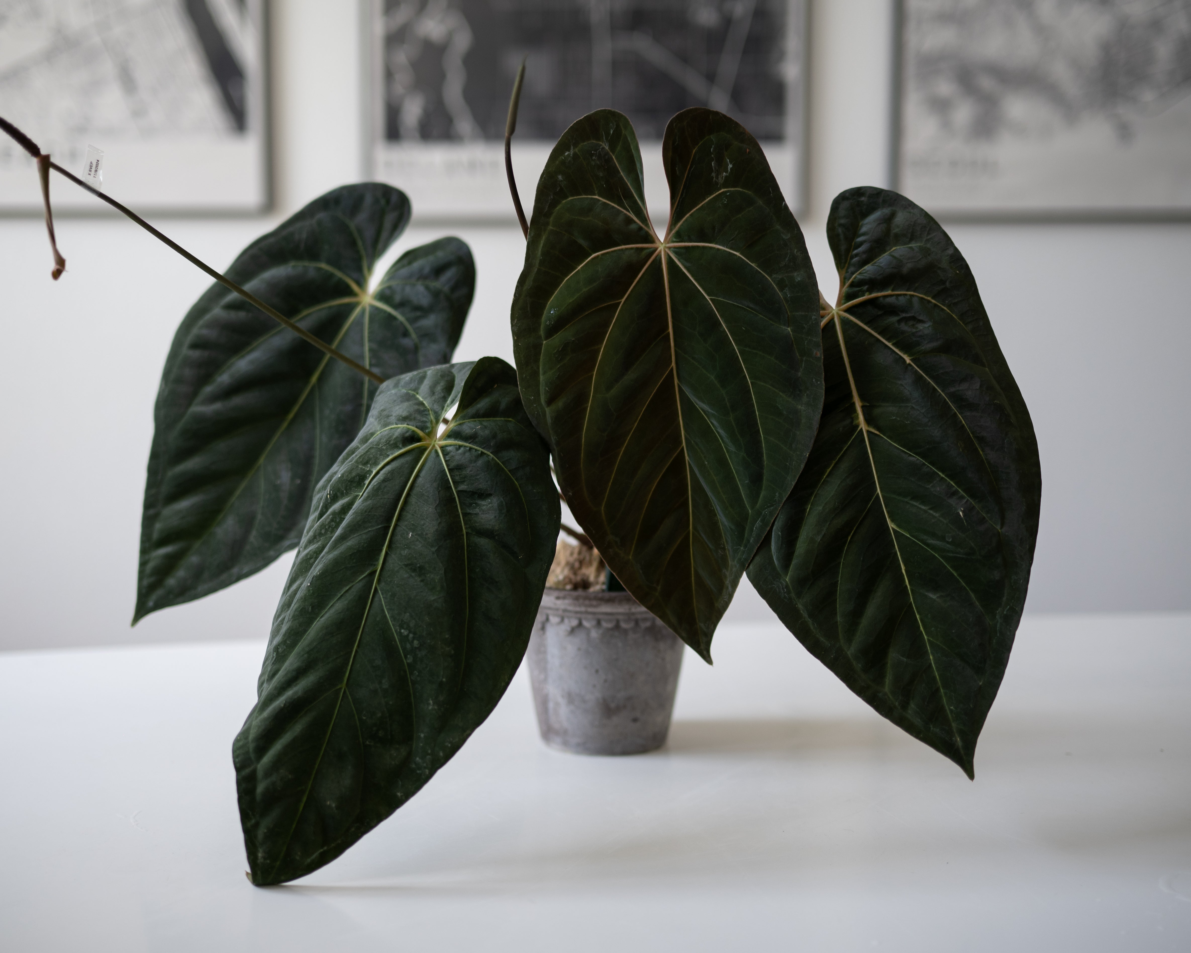 Anthurium (Besseae X (Papillilaminum 'Fort Sherman' X 'Ralph