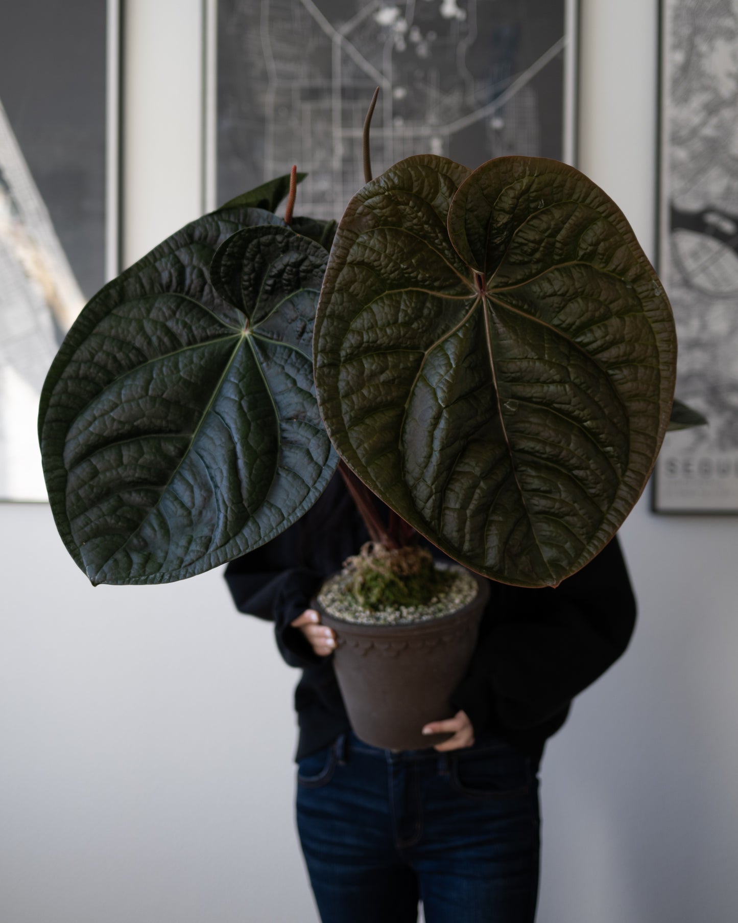 *VERY LIMITED QUANTITY* (Tezula Anthurium Red Crystallilnum X Anthurium Luxurians)  X Scott Cohen Anthurium Papillilaminum A+ Self TWO-LEAF Seedlings