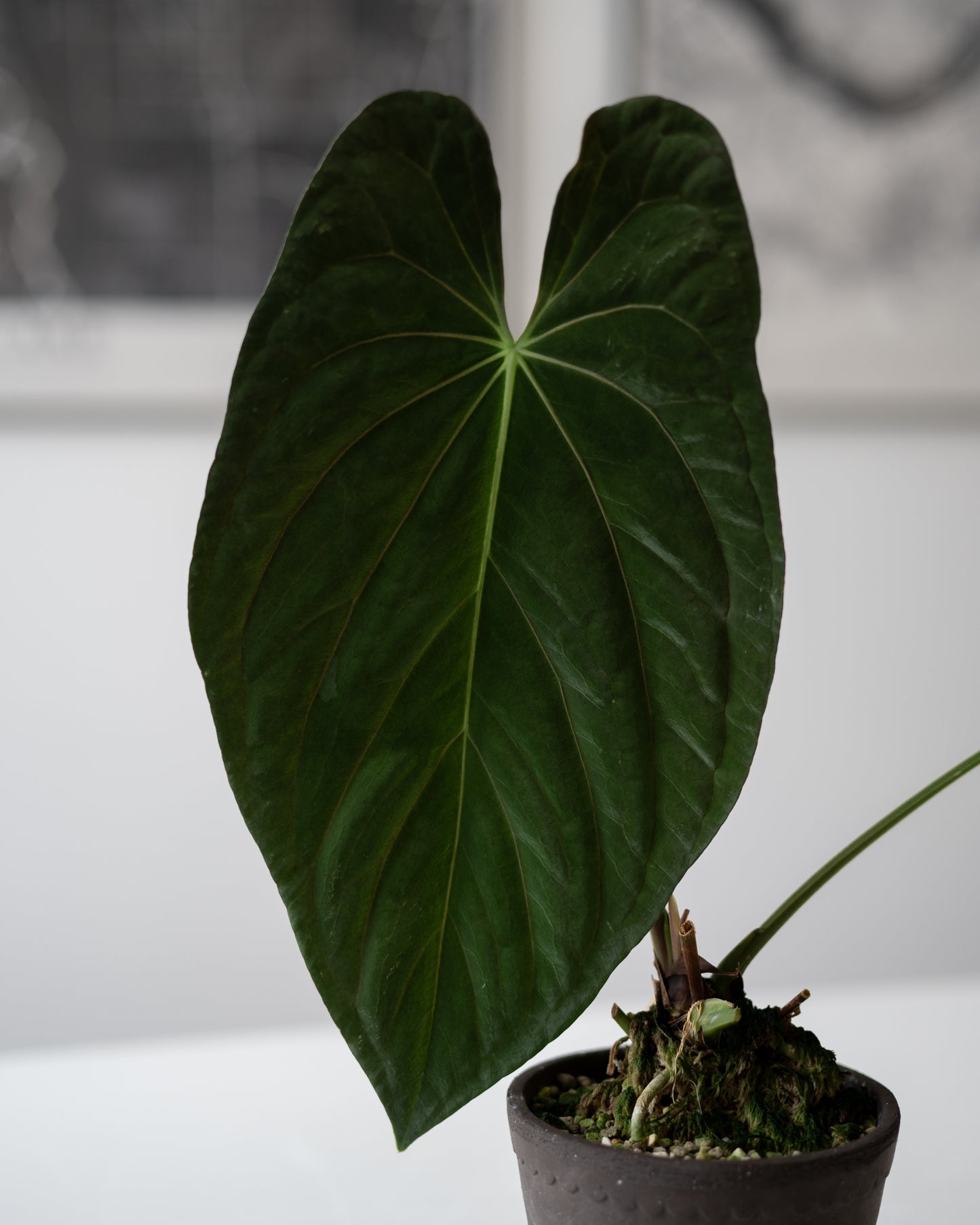 Jay Vannini Anthurium Papillilaminum 'Fort Sherman' Self2 X Scott Cohen Anthurium Antolakii (BVEP) ONE-LEAF Seedlings