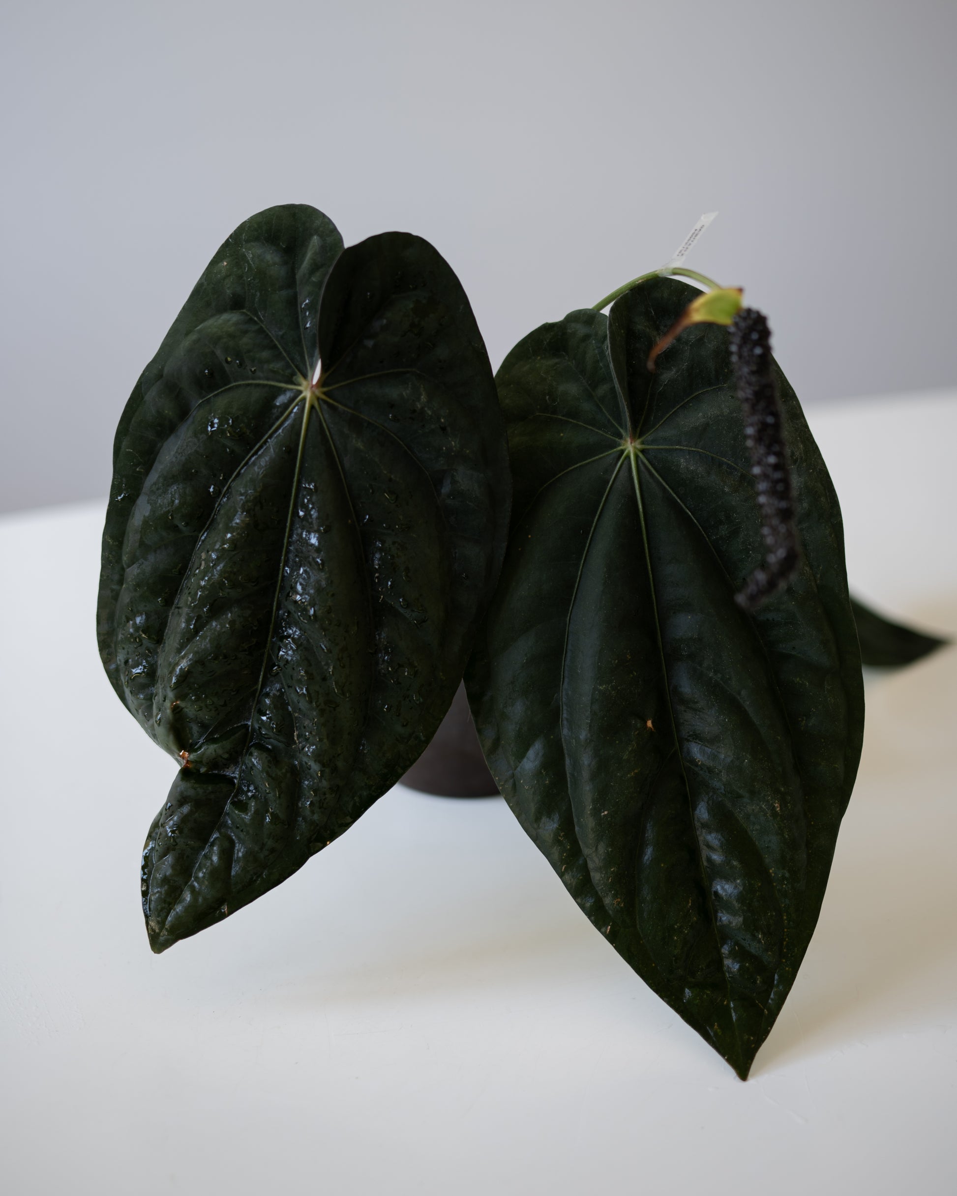 anthurium aff ecuador nse NSE Anthurium carlablackiae X NSE Anthurium dressleri ONE-LEAF Seedlin – greenhues