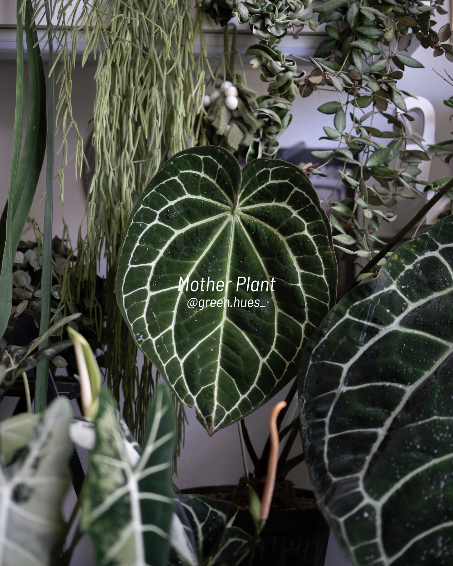 Anthurium (Carlablackiae X Anthurium Papillilaminum) F3 X Anthurium Crystallinum ONE-LEAF Seedlings