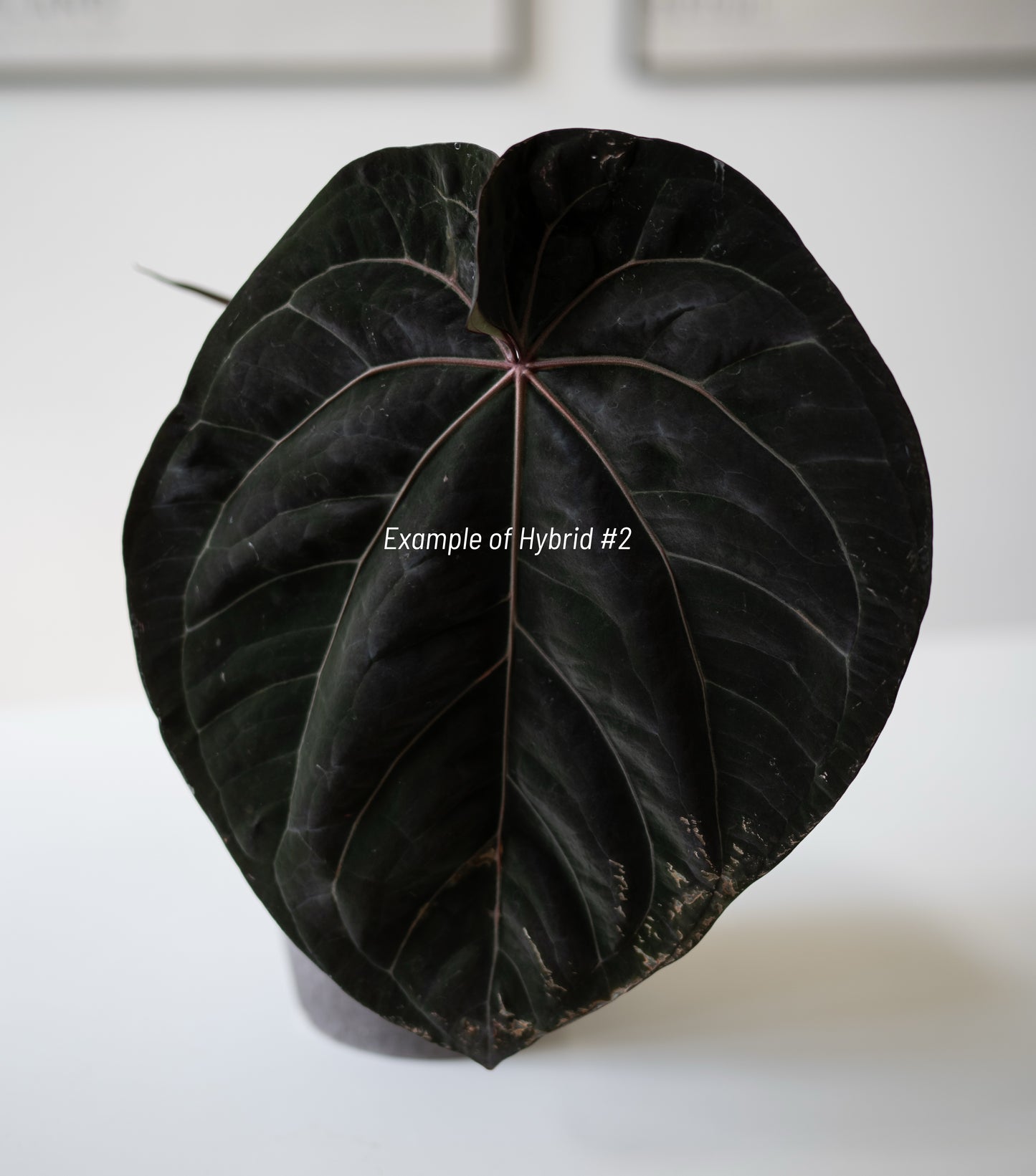 Tezula Anthurium Red Crystallinum X NSE Anthurium Dressleri Seedlings (3'' Pot Size)