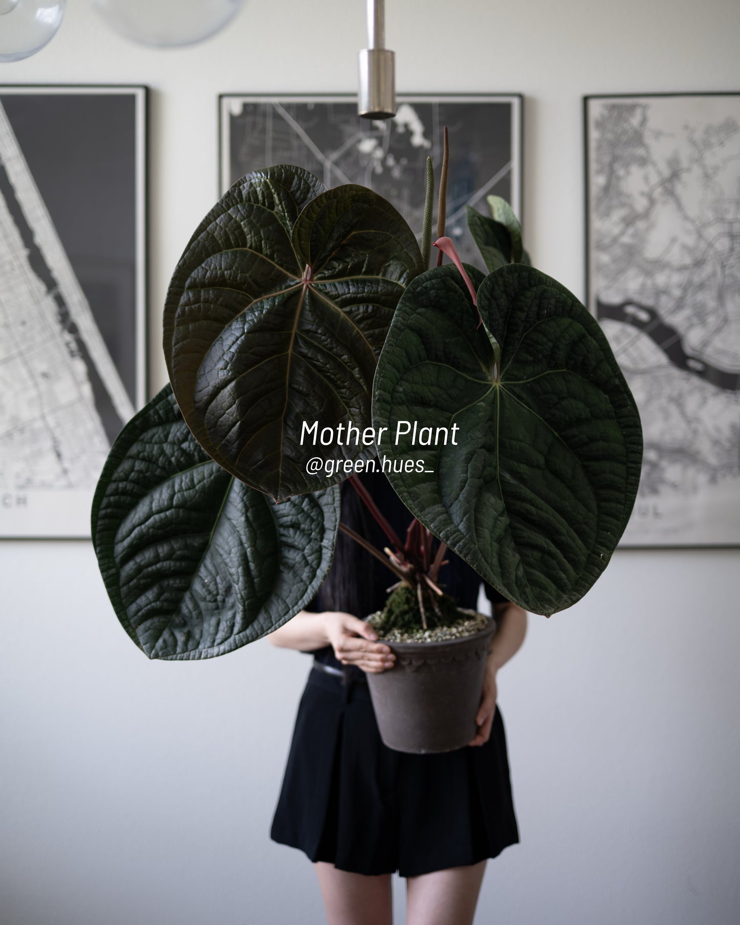 (Tezula Anthurium Red Crystallinum X Anthurium Luxurians) X Anthurium Forgetii ONE-LEAF Seedlings