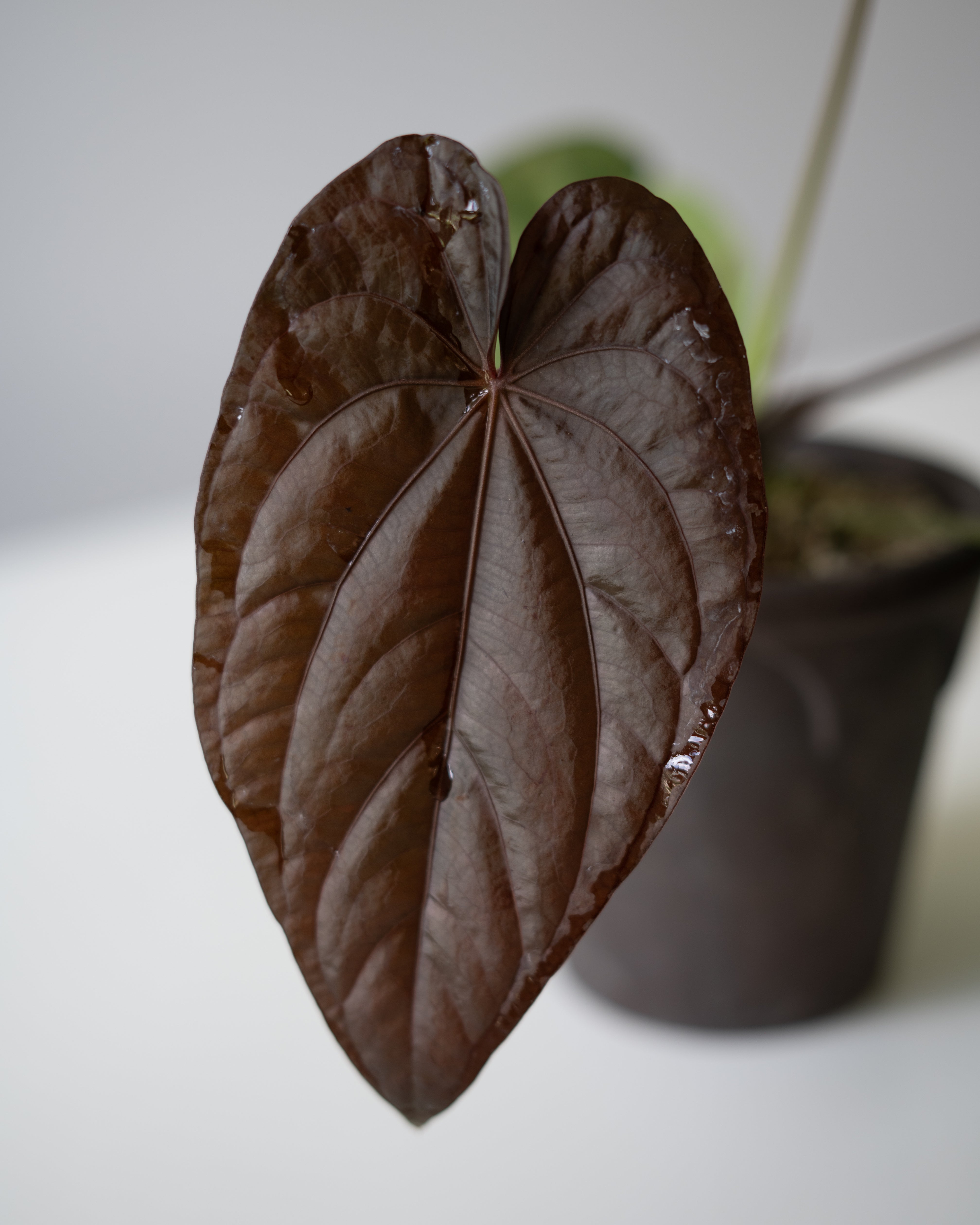 Tezula Anthurium Red Crystallinum X NSE Anthurium Dressleri