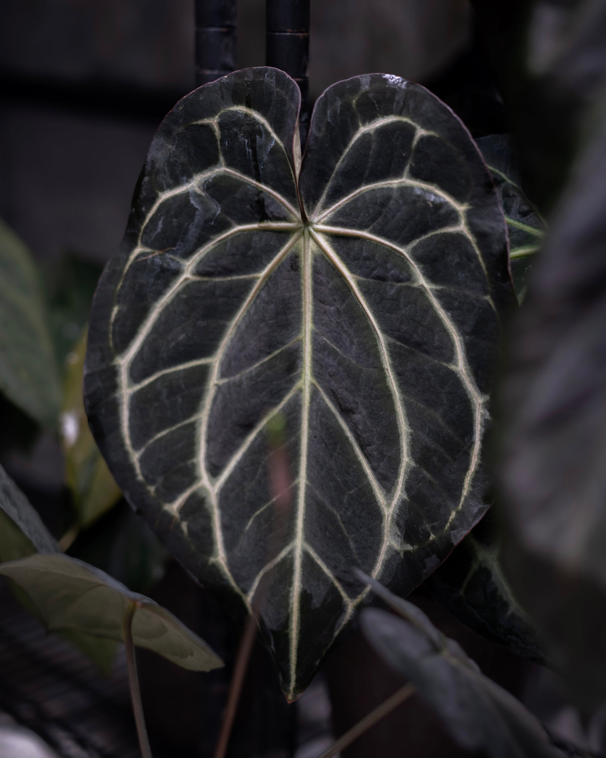 anthurium cf callense NSE Anthurium carlablackiae X NSE Anthurium dressleri ONE-LEAF Seedlin – greenhues
