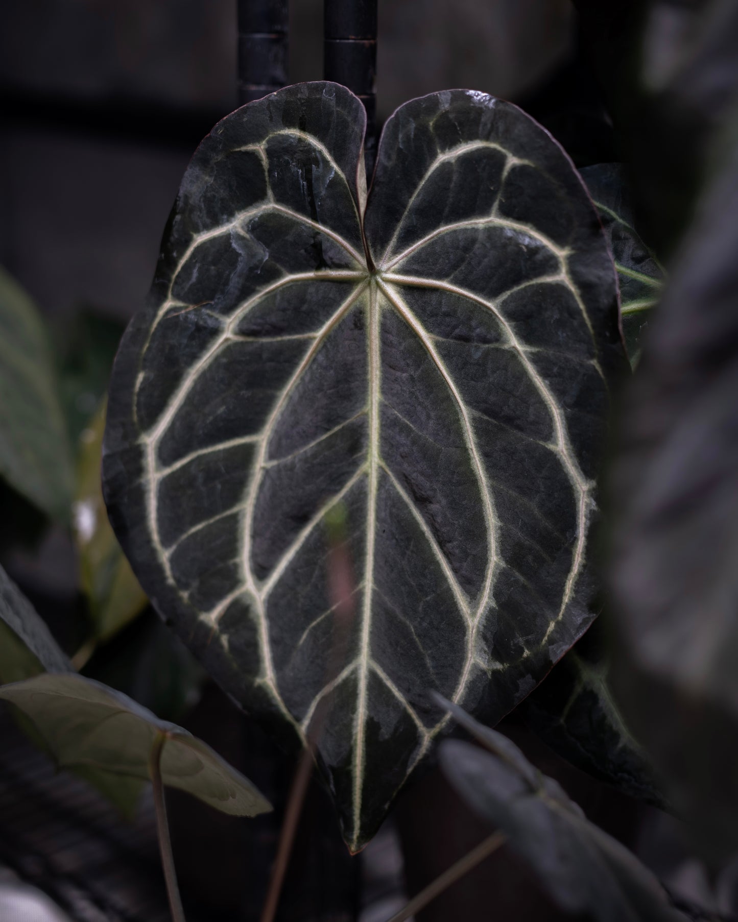 NSE Anthurium Carlablackiae X Tezula Anthurium Red Crystallinum Seedlings (3'' Pot Size)