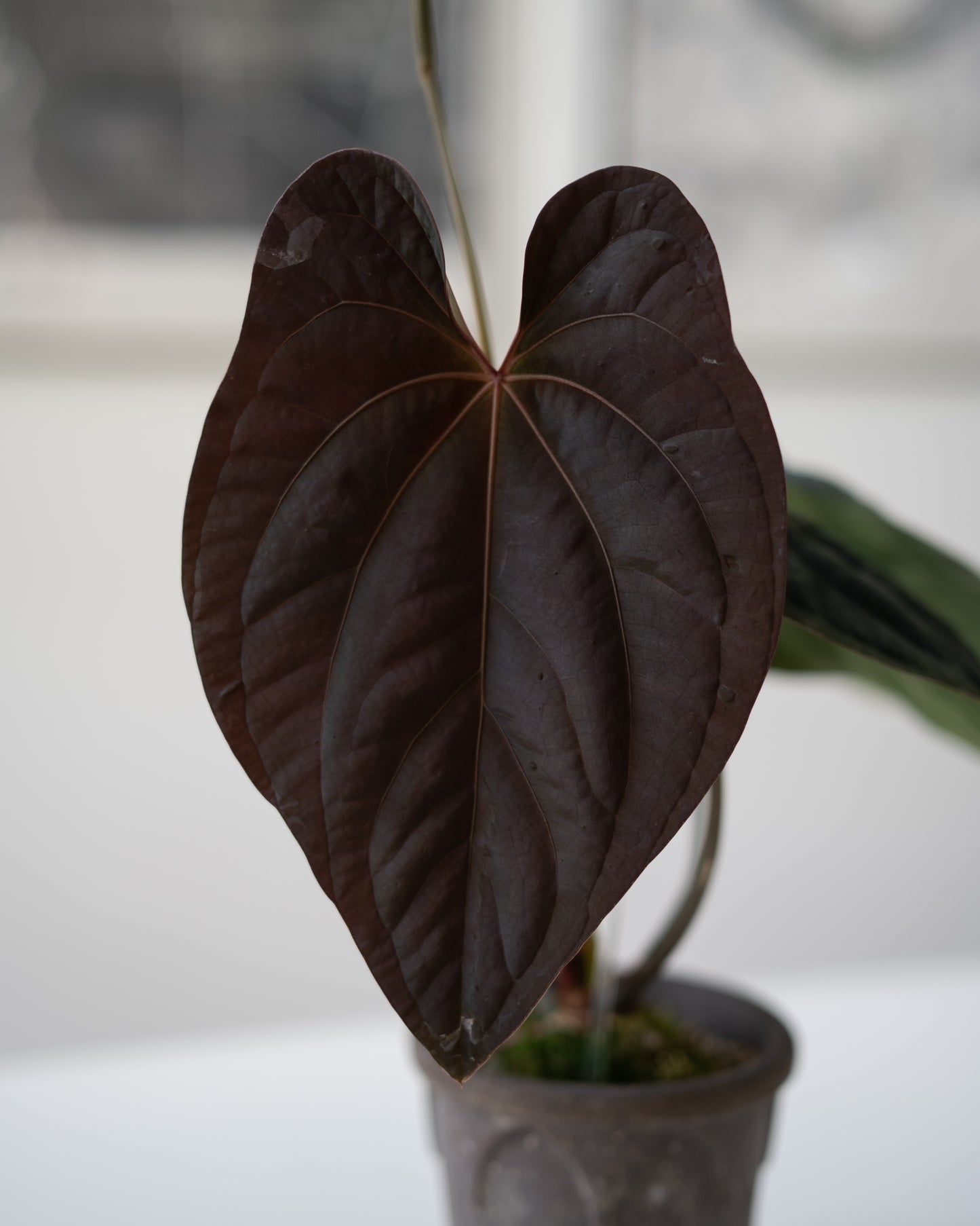 [GIVEAWAY] *UNGERMINATED SEEDS* (NSE Anthurium dressleri X (Tezula Anthurium Ace of Spades X Scott Cohen Anthurium papillilaminum A+)) X Jay Vannini Anthurium Panamama 2.0