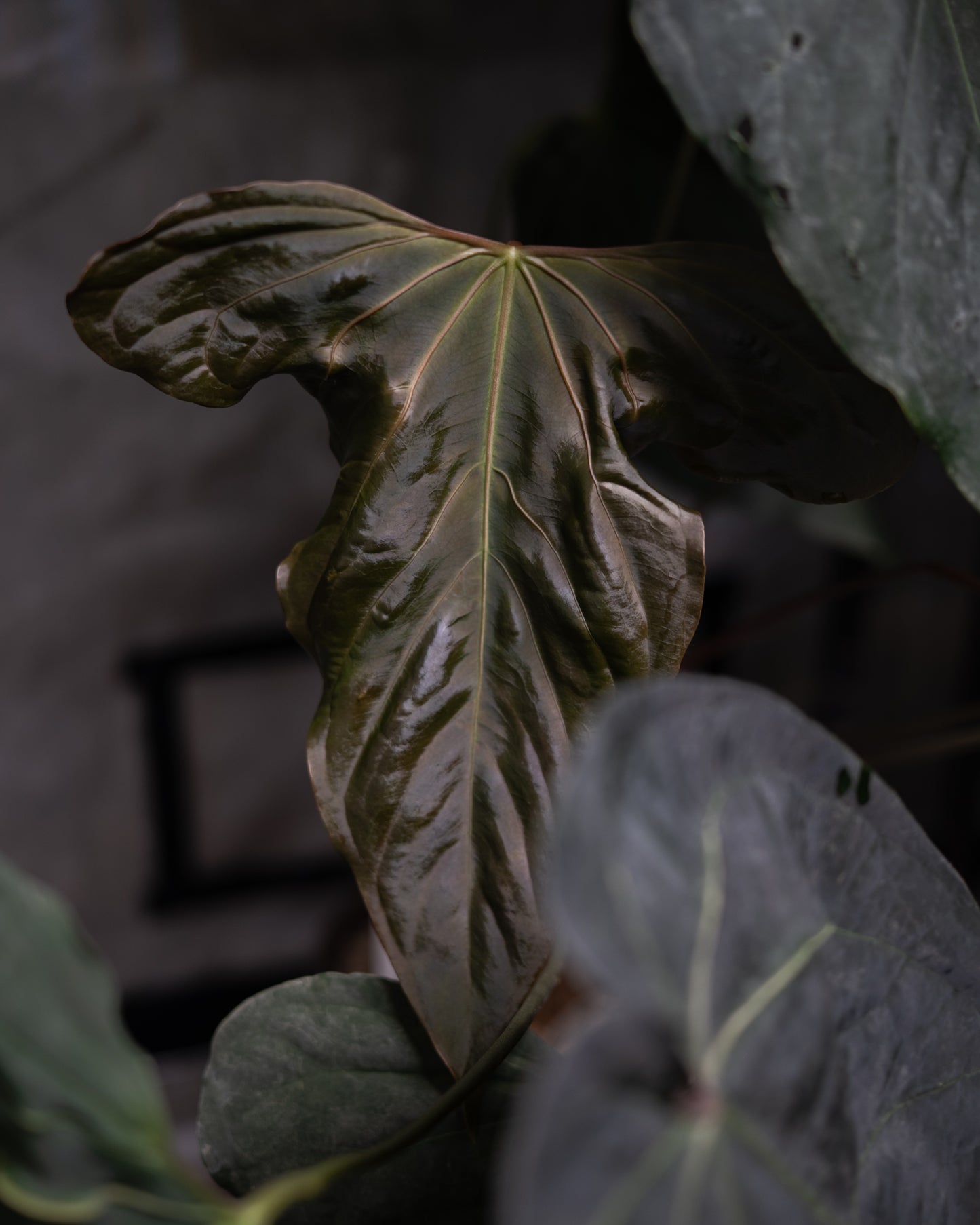 NSE Anthurium carlablackiae X Anthurium sp. nov DF THREE-LEAF Seedlings