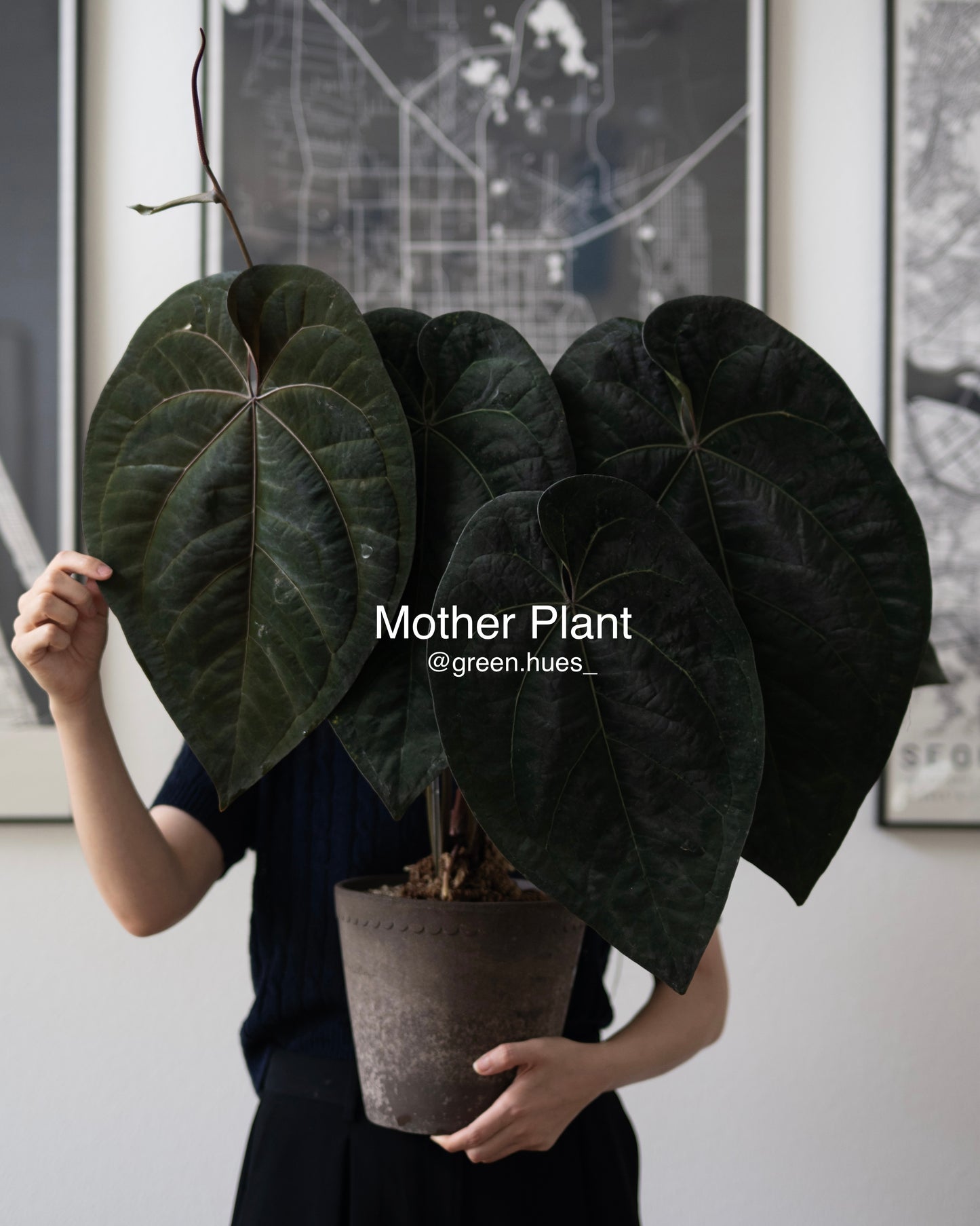 Tezula Anthurium Ace of Spades X Scott Cohen Anthurium Antolakii (BVEP) Seedlings (3'' Pot Size)
